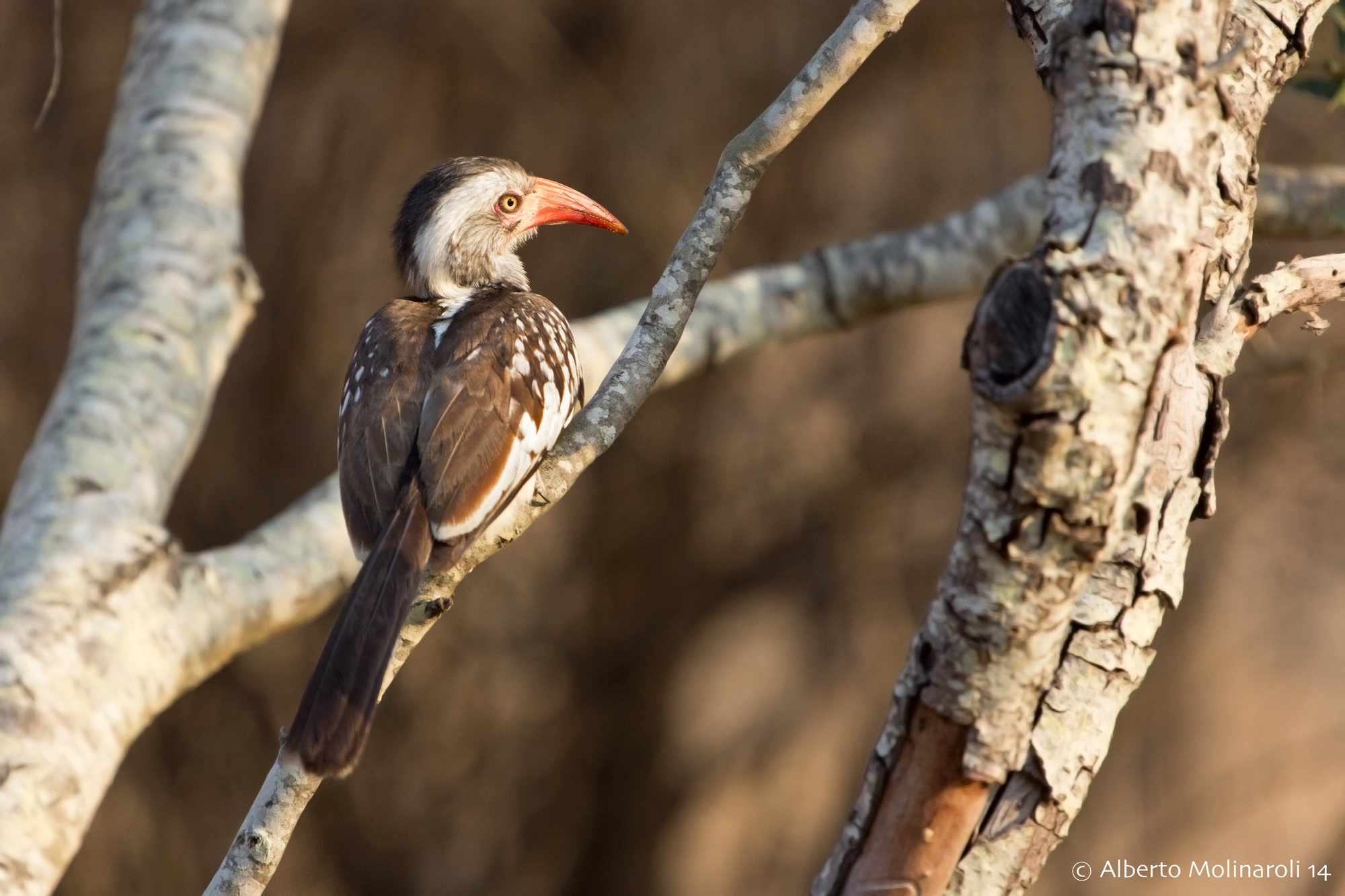 Red-billed Hornbill