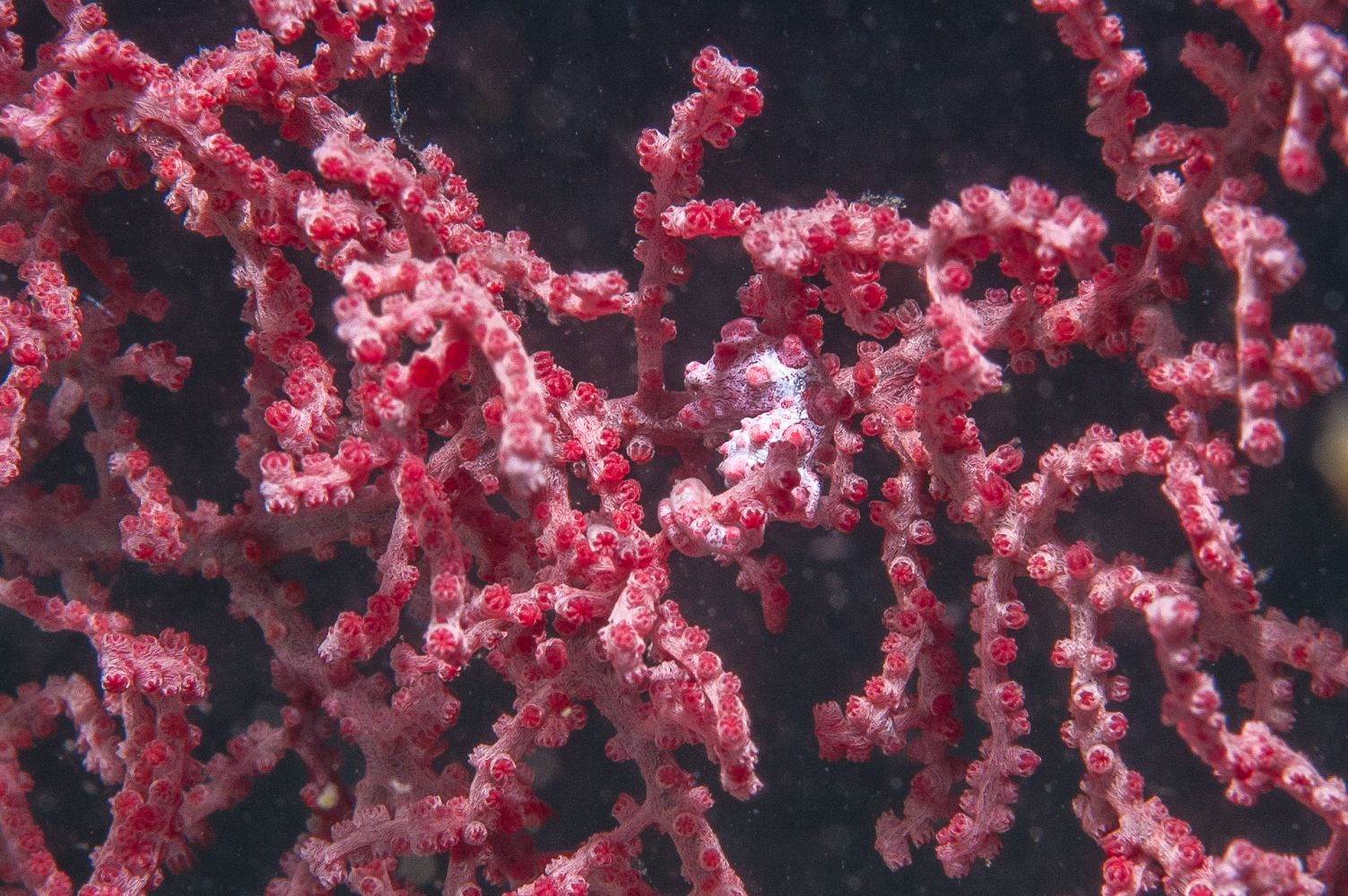 hippocampus bargibanti