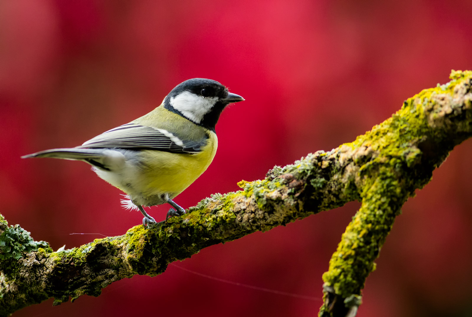 Cincia Allegra-giocando coi colori