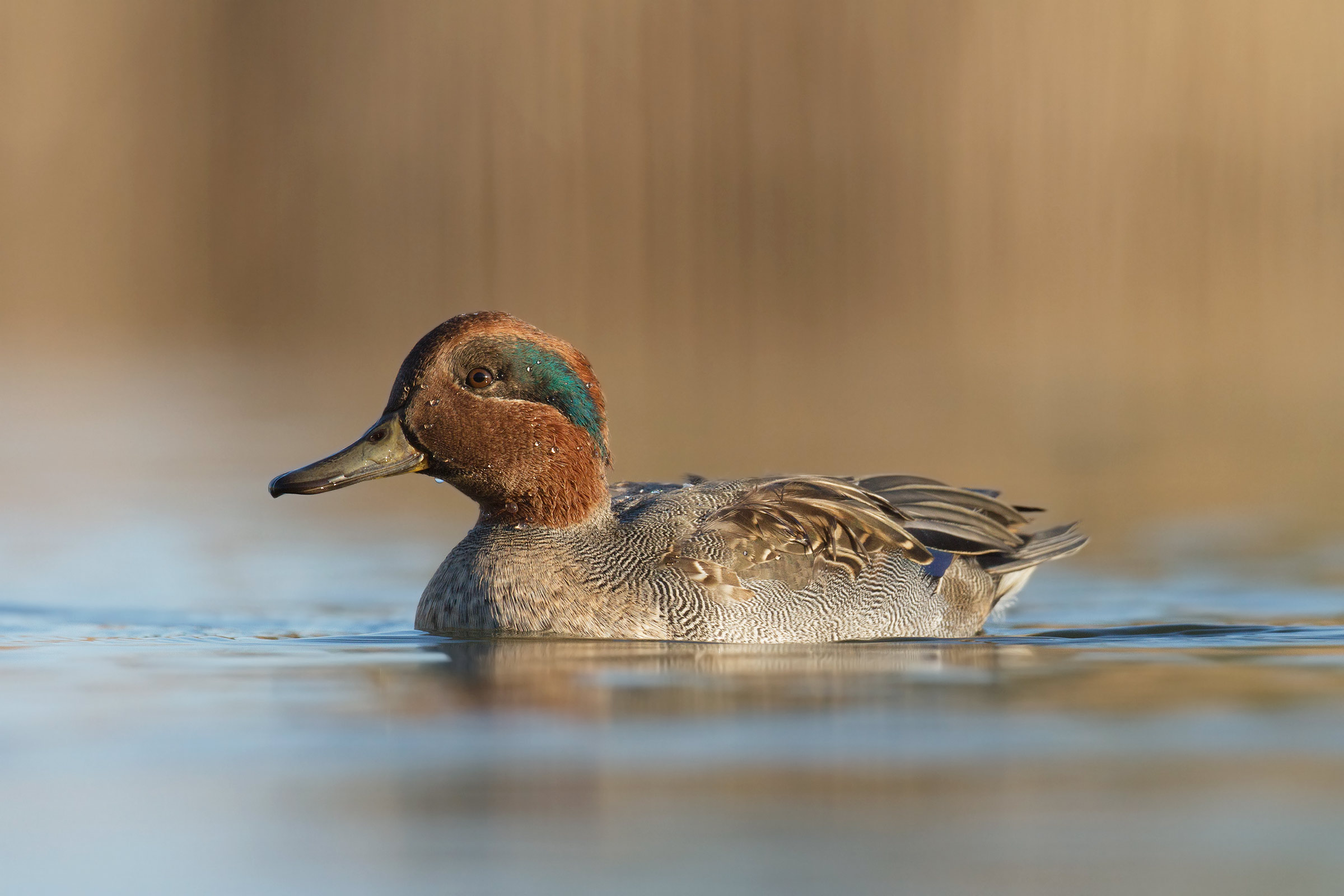 Alzavola Maschio - Teal Male