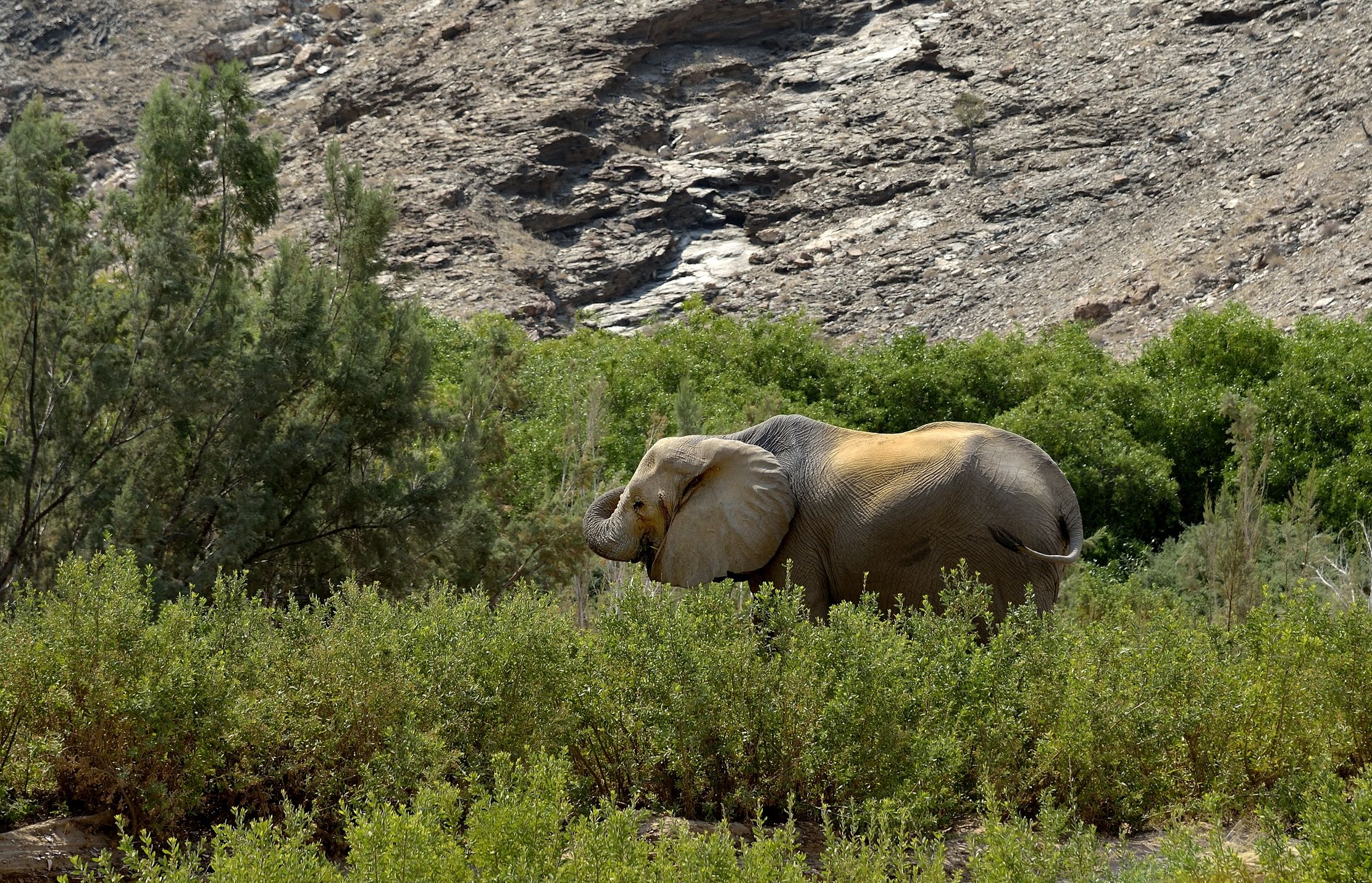 Deserto del Kaokoland - Elefante