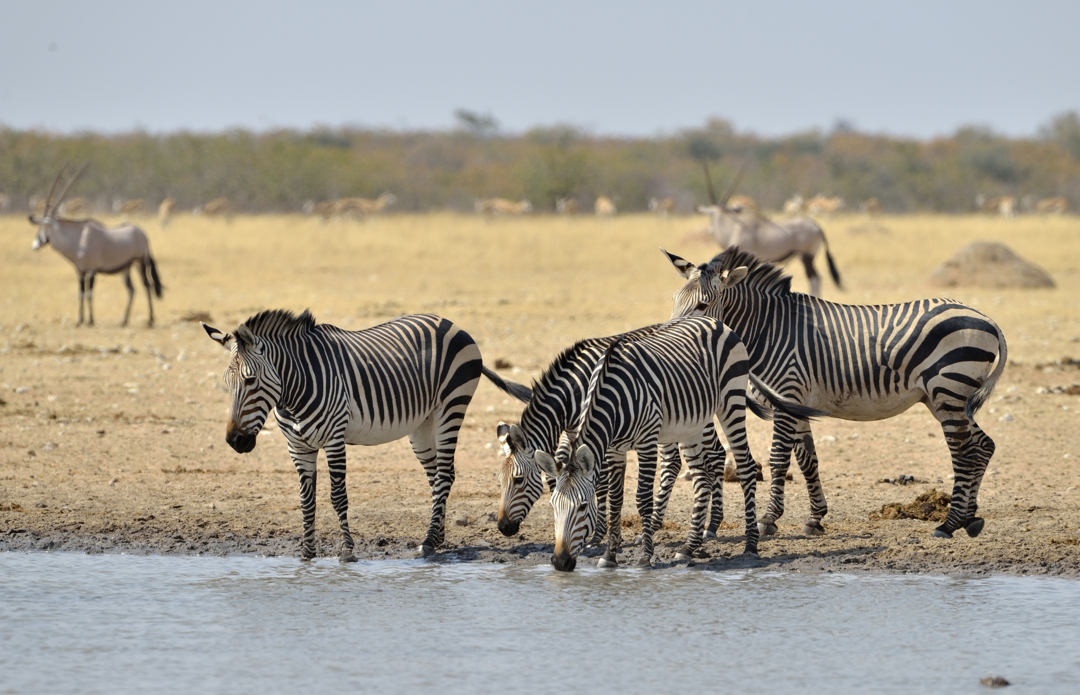 Etosha - Zebre di montagna