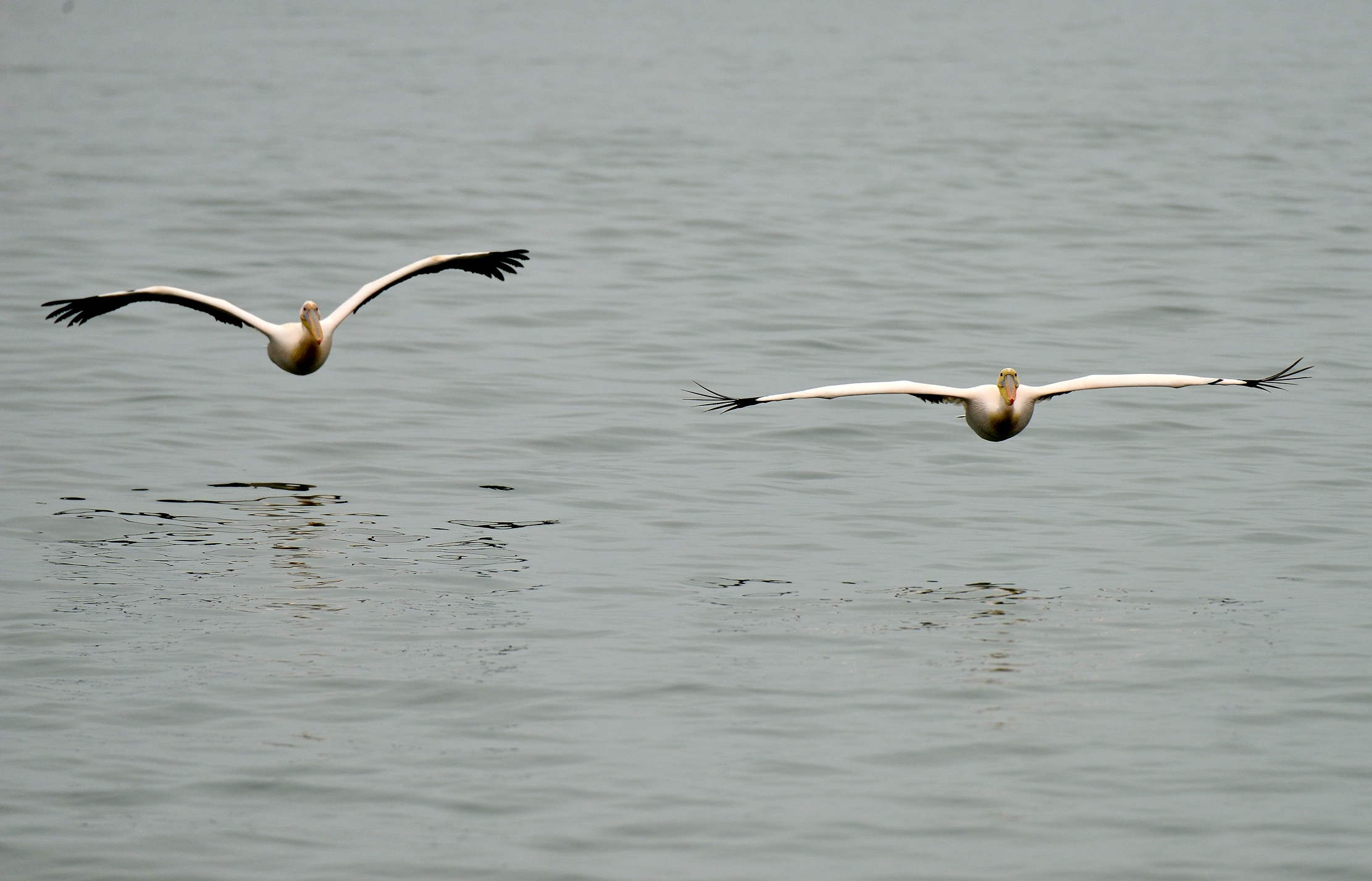 Skeleton Coast - Pellicani