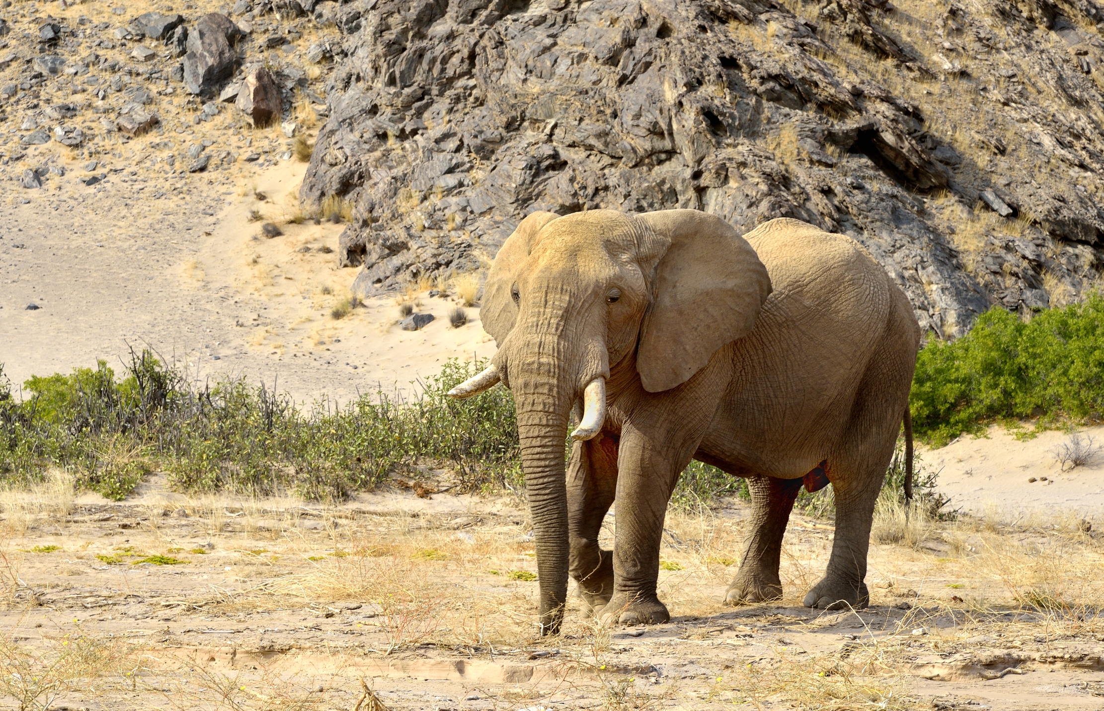 Deserto del Kaokoland - Elefante