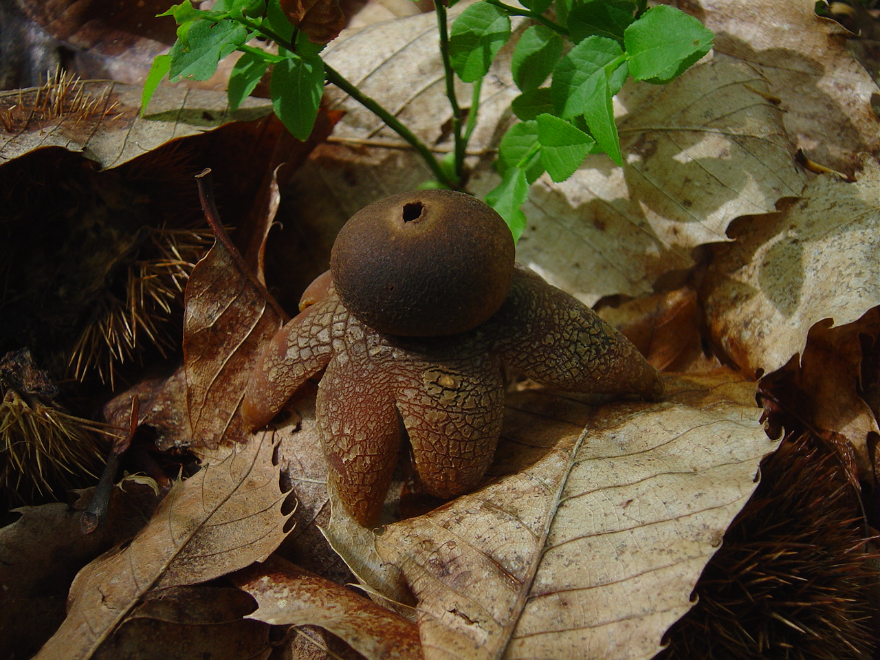 Astraeus hygrometricus