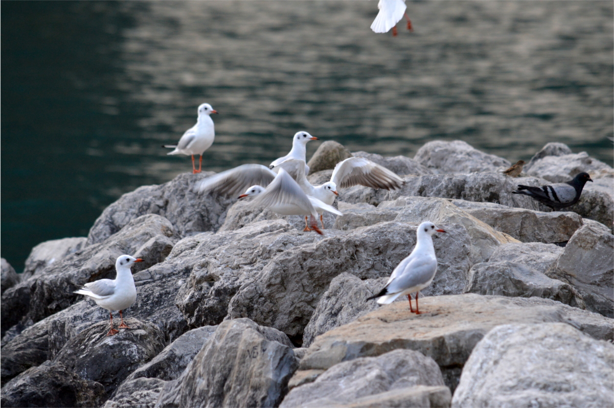 gulls on the rocks