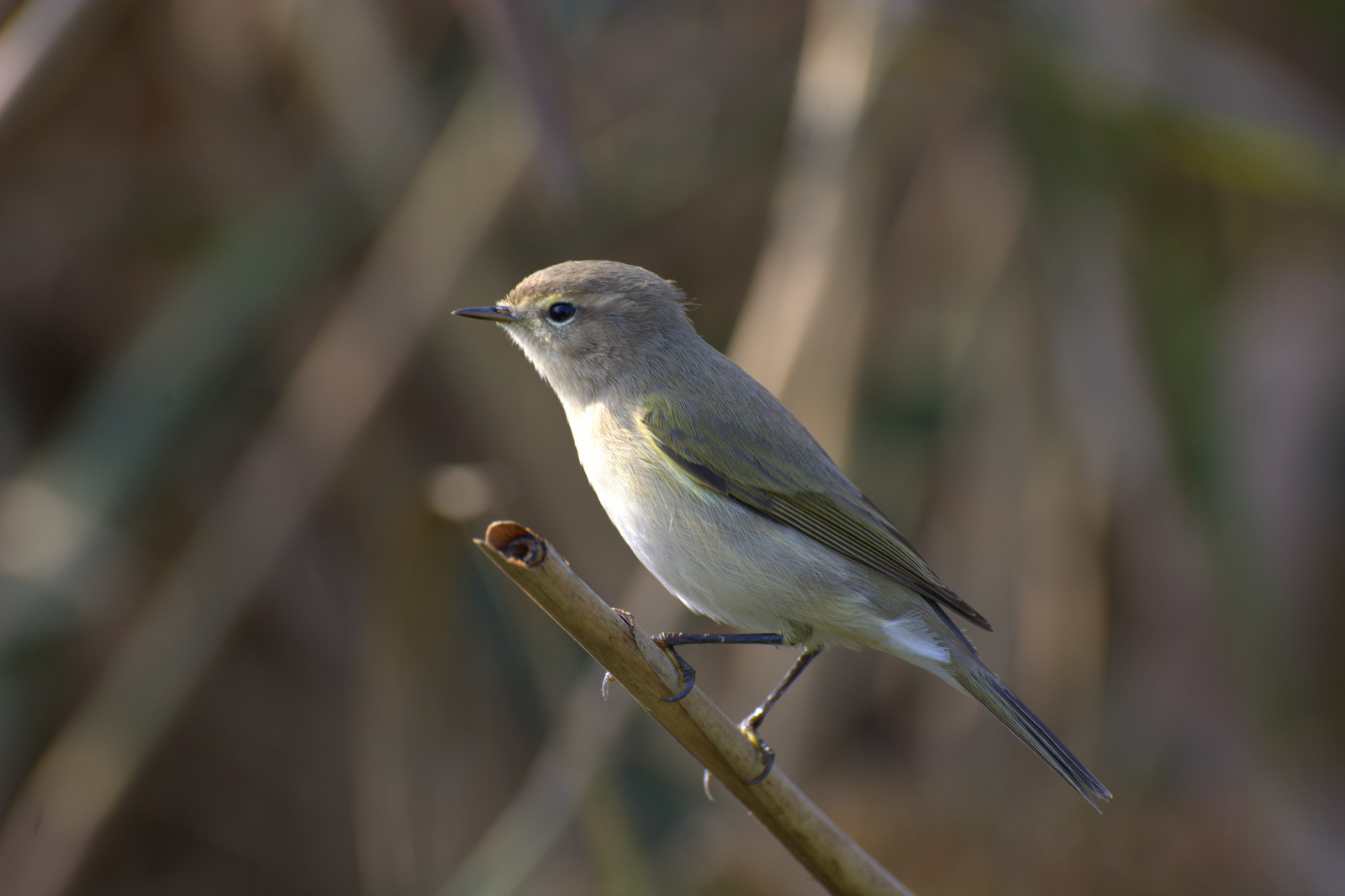 Siberian Chiffchaff (rarity)