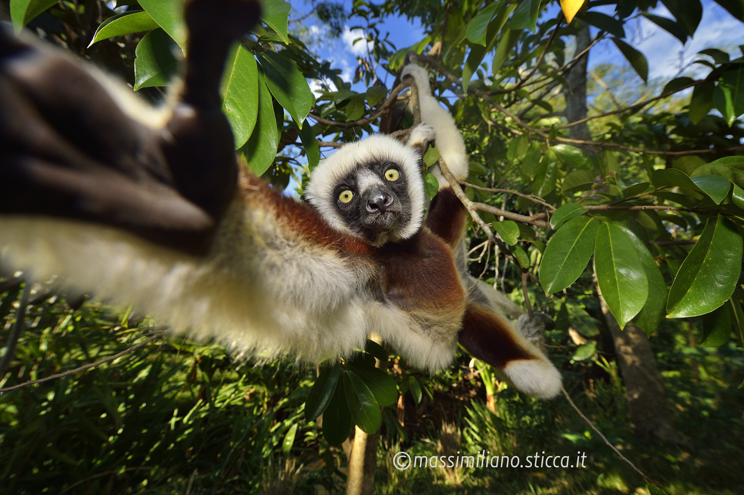 Verreaux's sifaka - Propithecus verreauxi