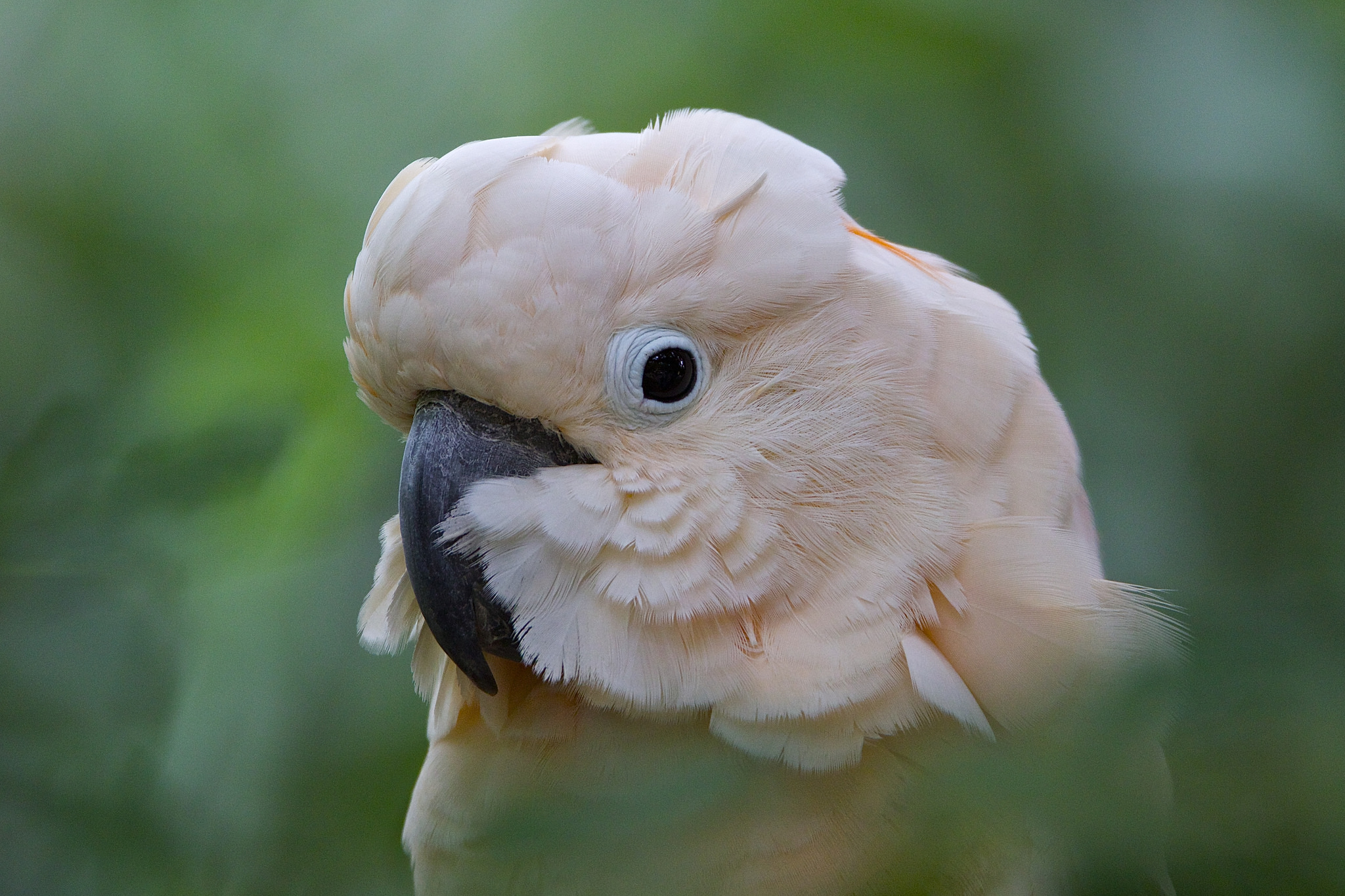 Cacatua