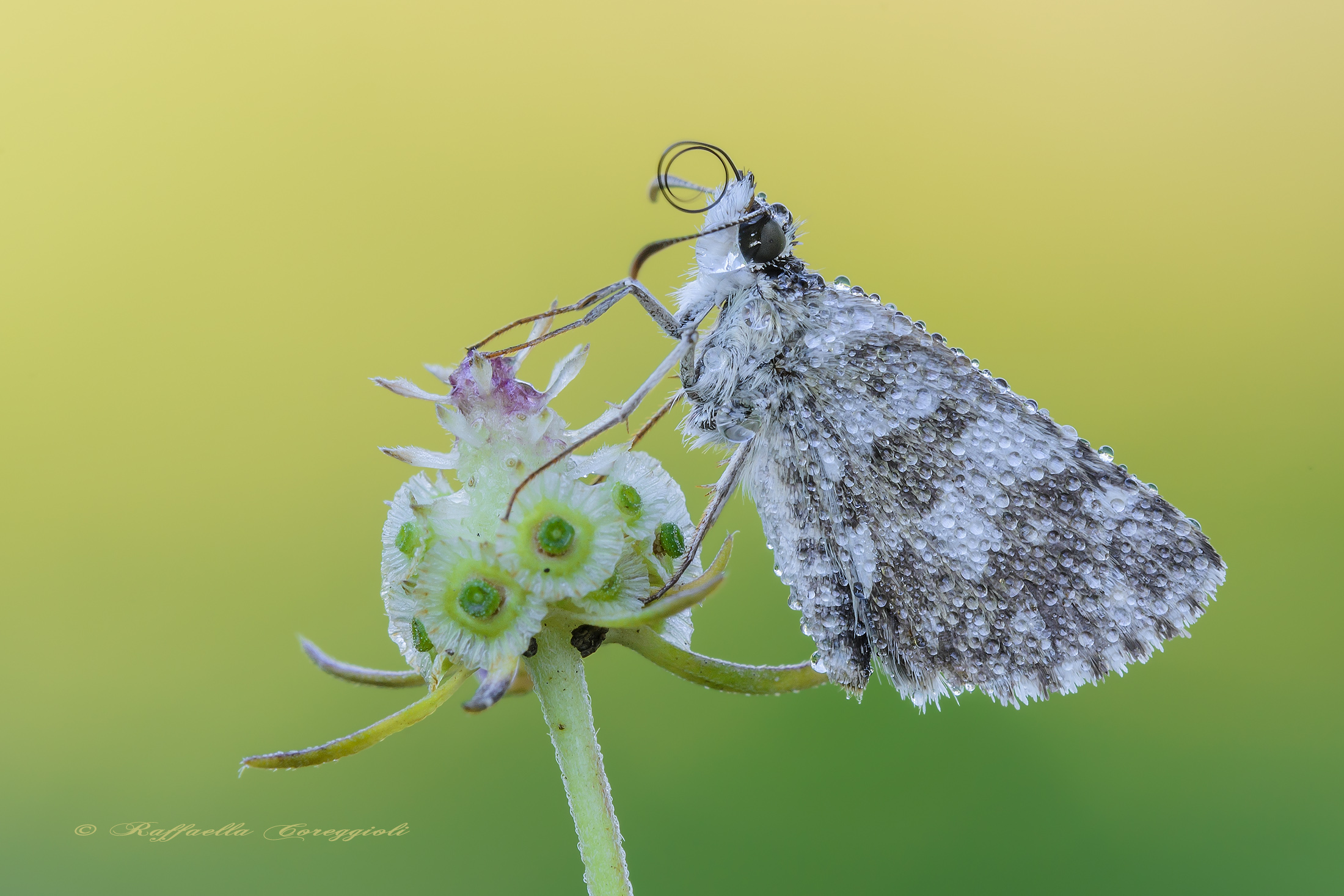 Small and mischievous