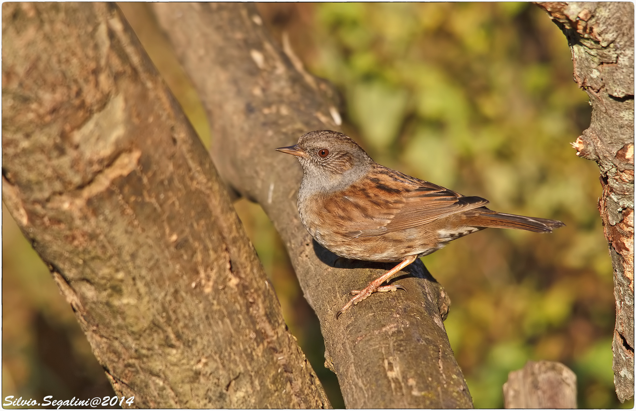 la scopaiola...passera