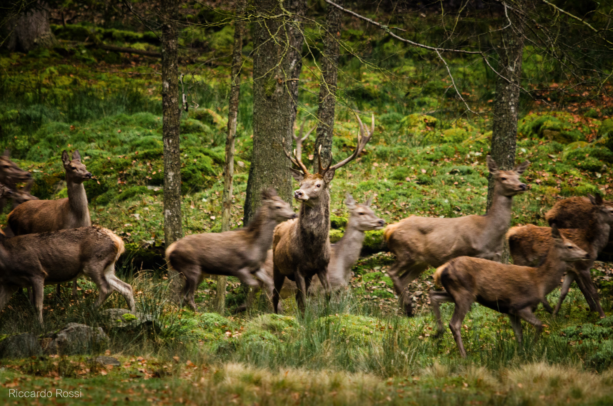 The red deer and her court