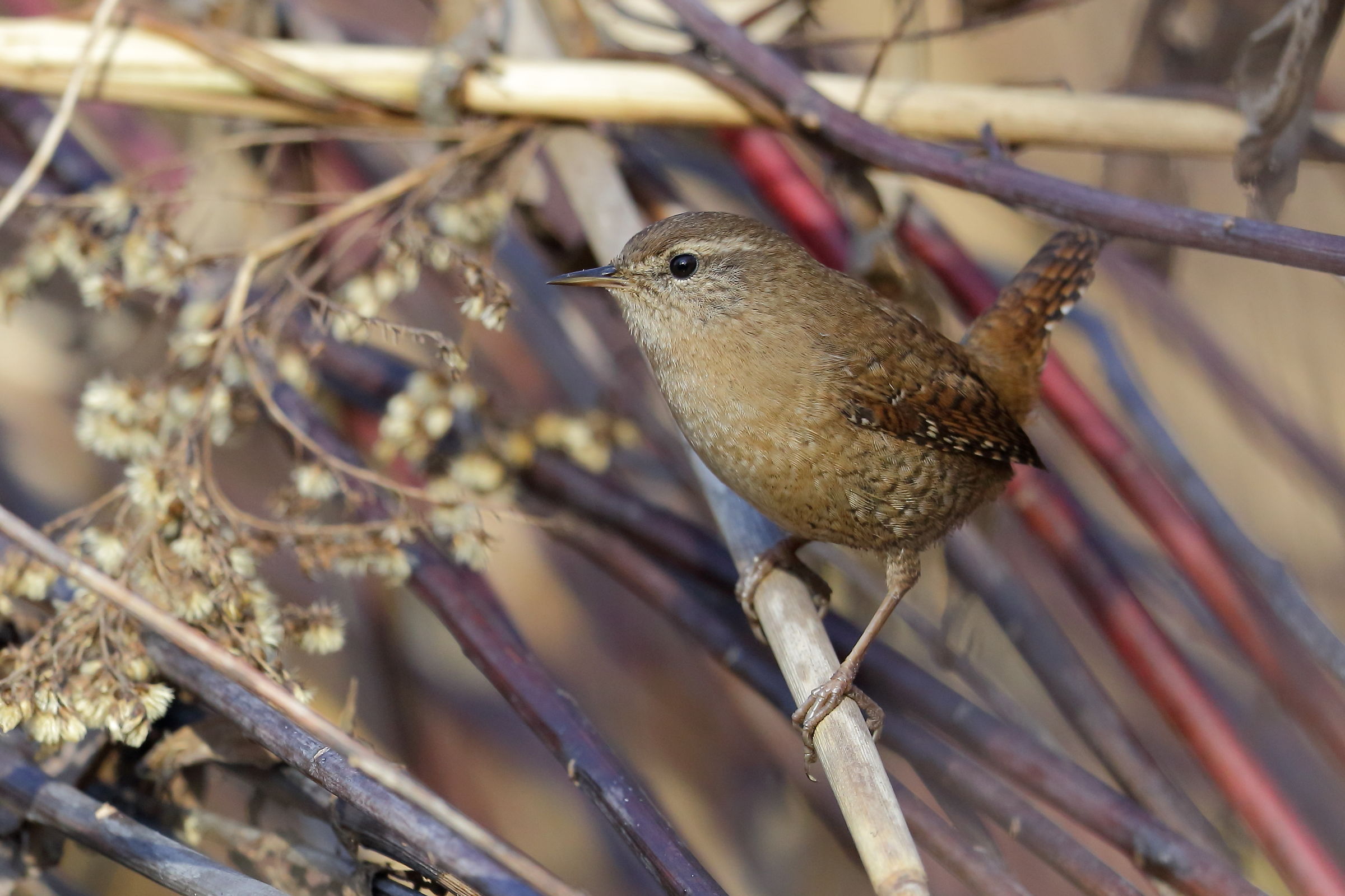 Wren in its environment
