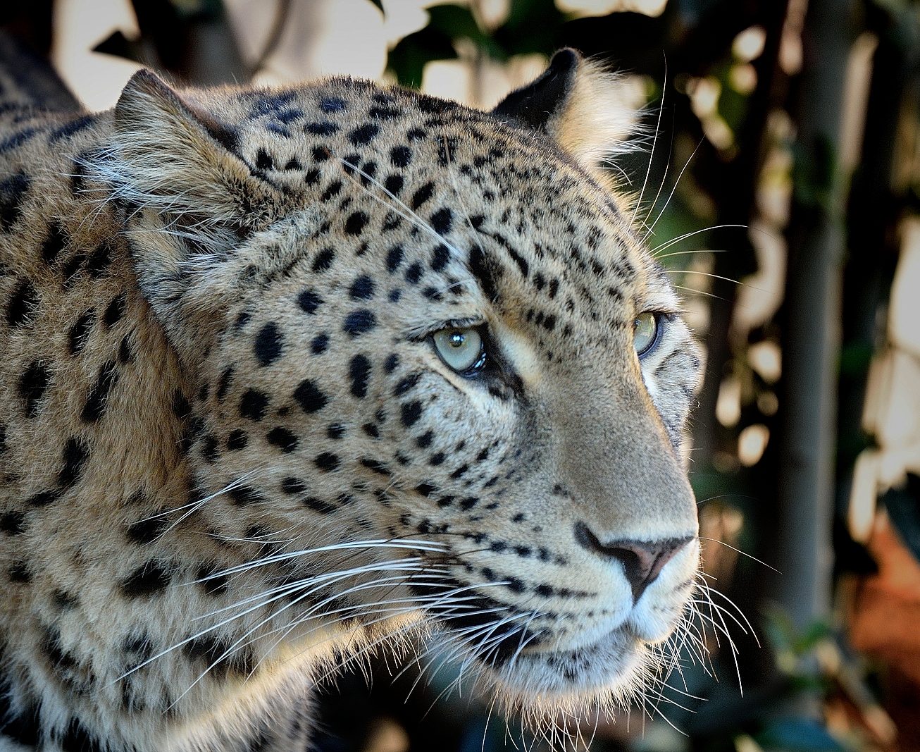 Leopardo iraniano (Panthera pardus saxicolor)