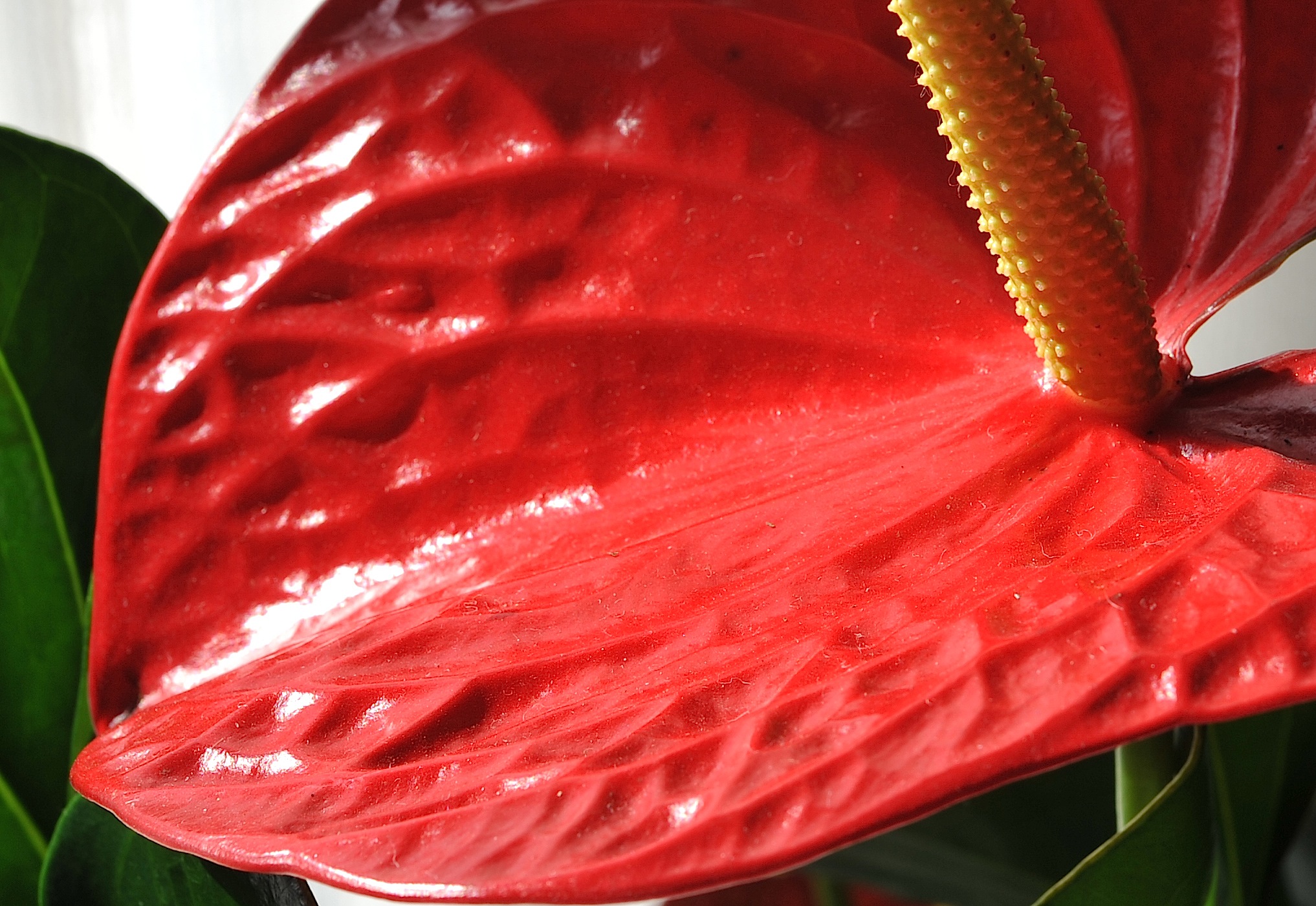 Anthurium