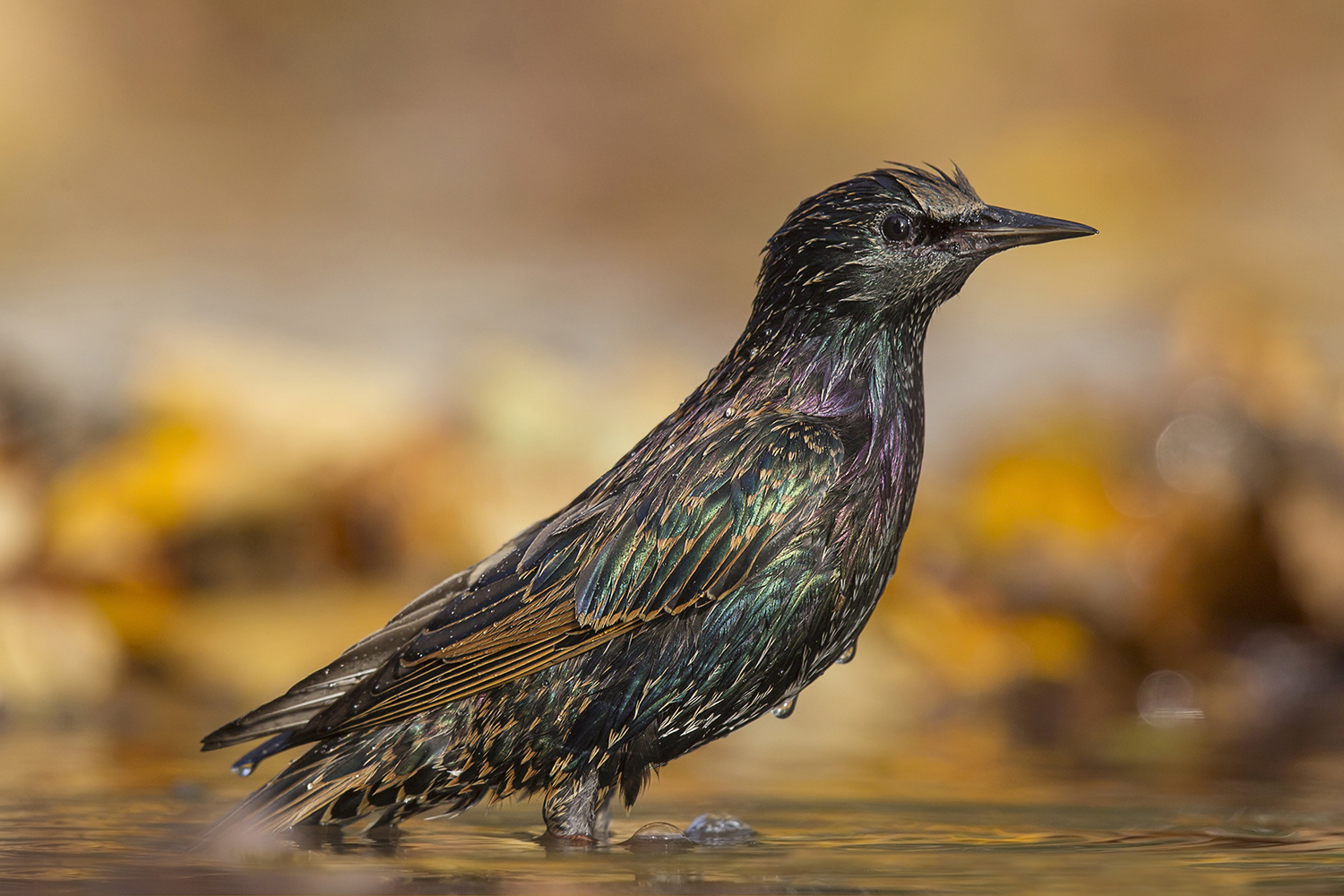 storno, uno dei tanti...