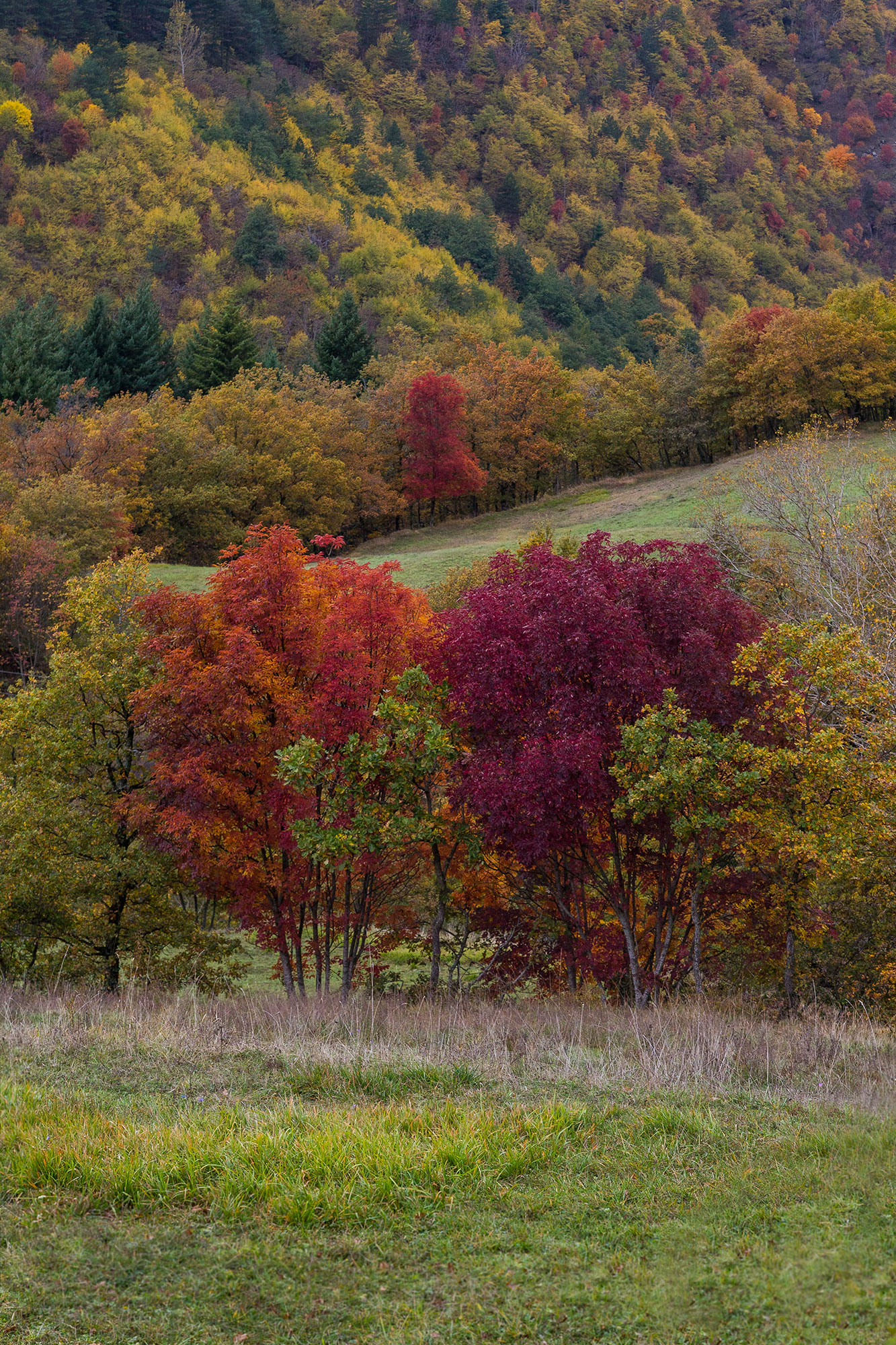 Colori del Casentino