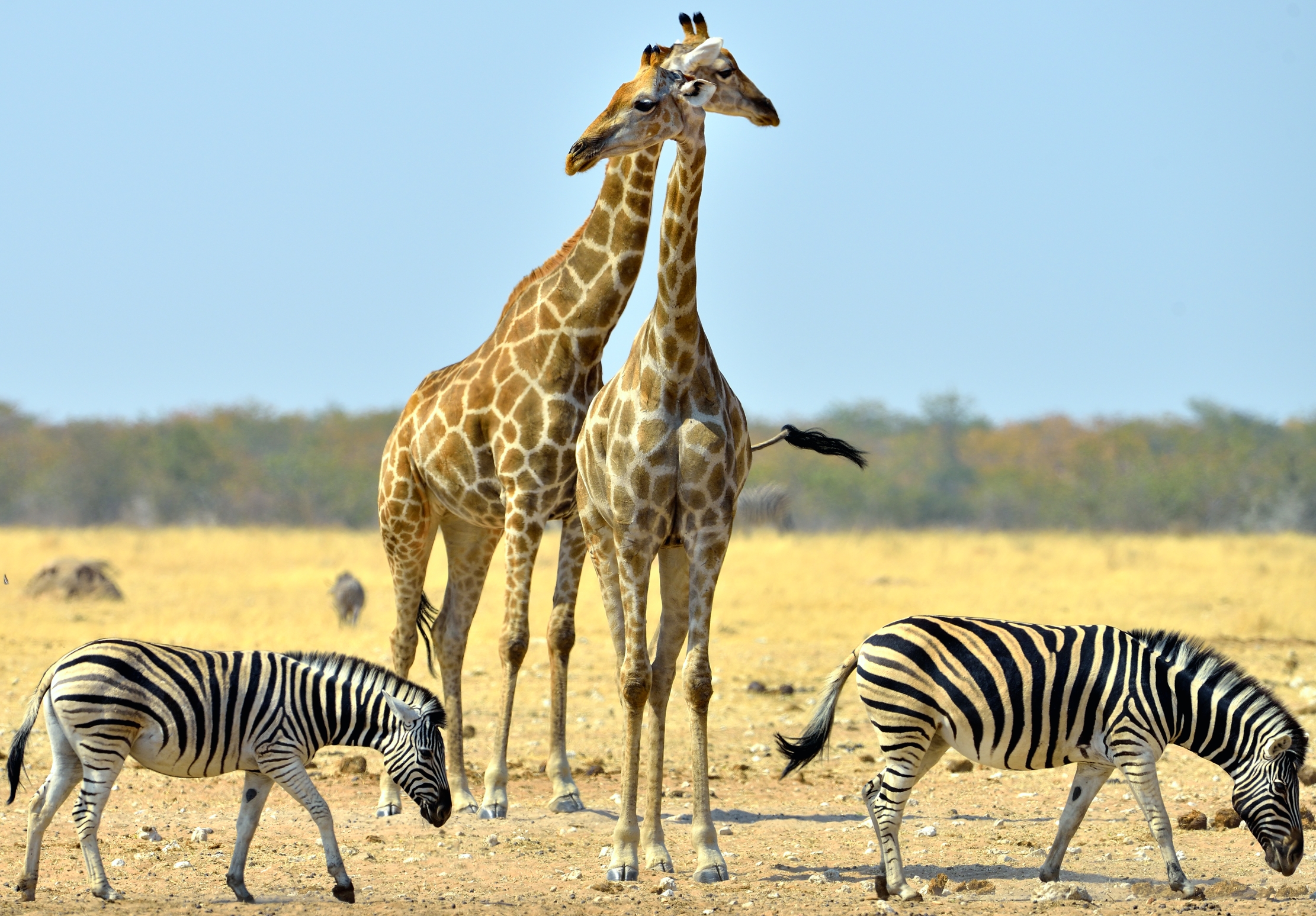 Etosha - Giraffe e zebre