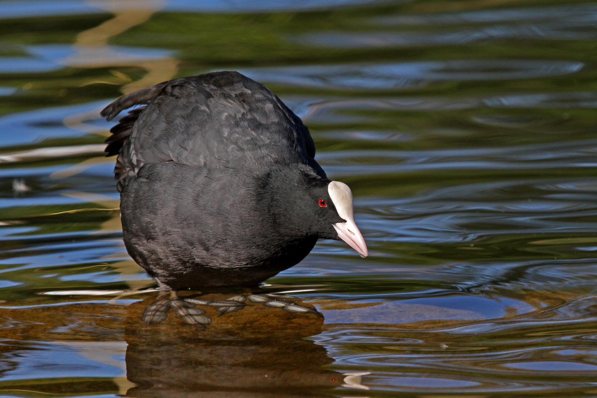 Coot