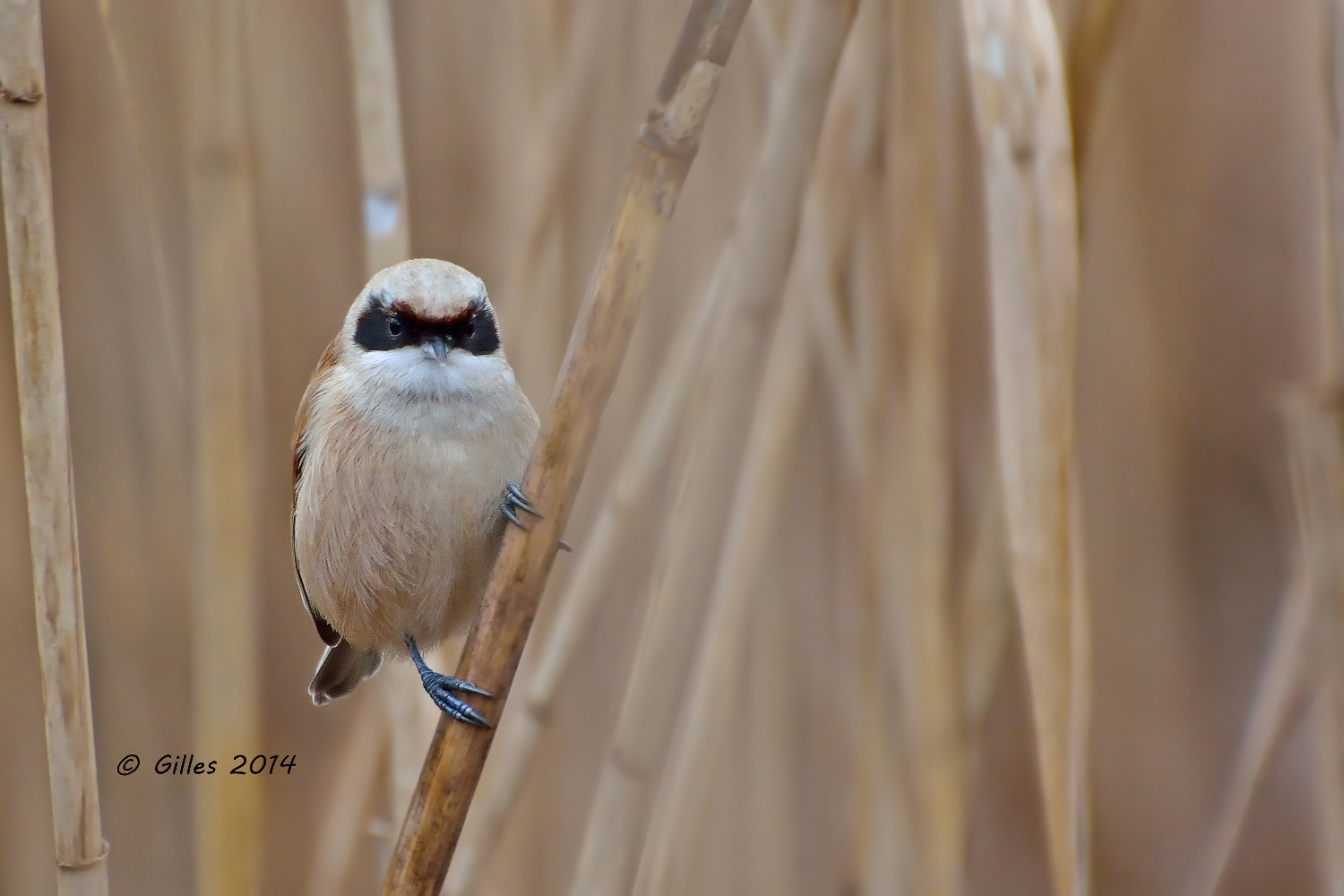 Pendolino (Remix pendulinus)