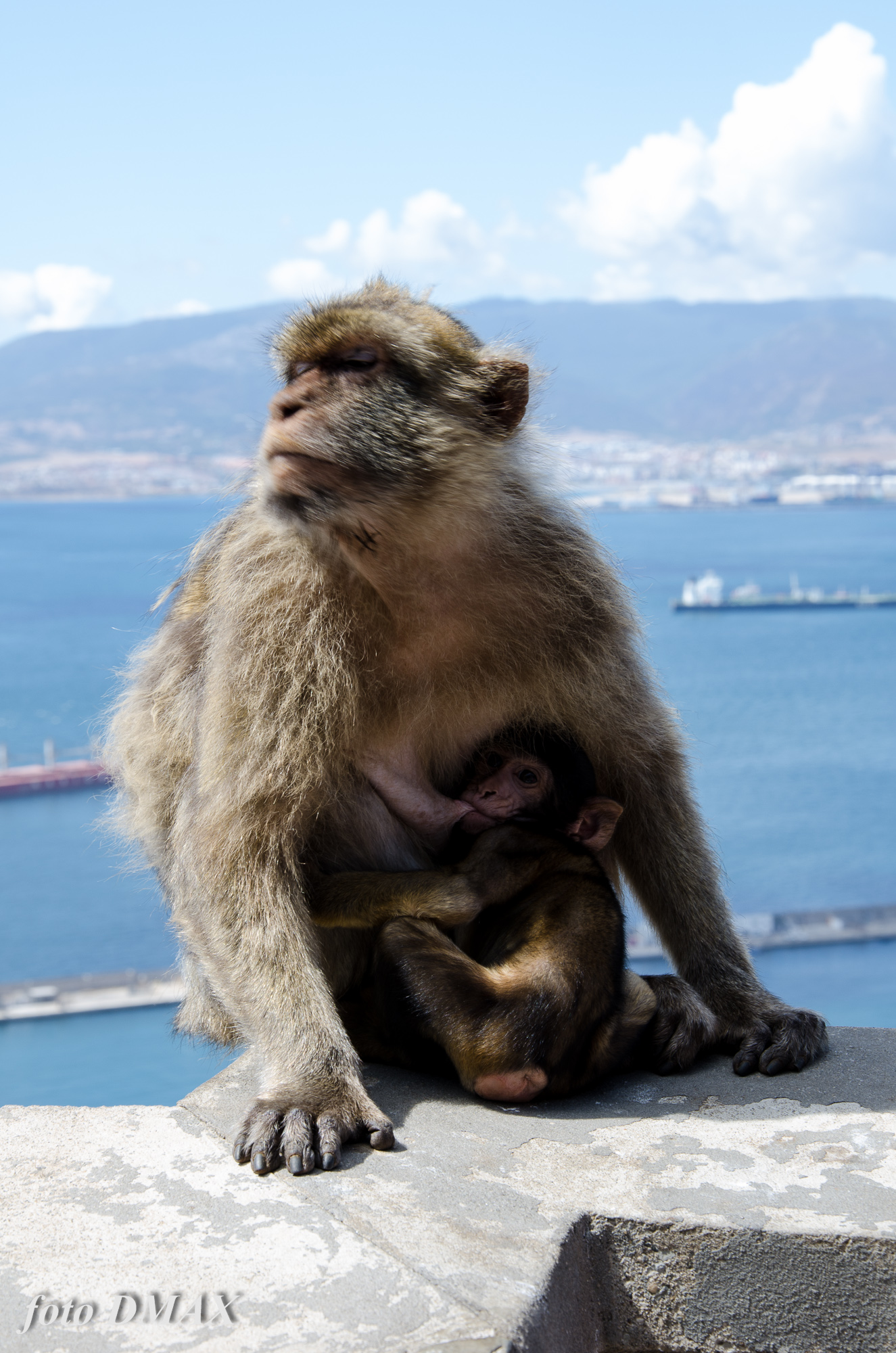 le scimmie di gibilterra