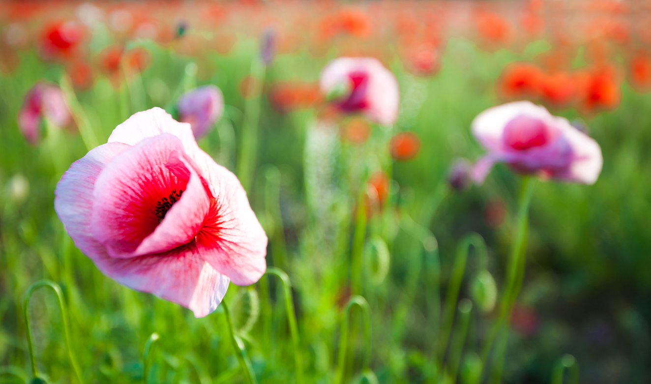 field of poppies