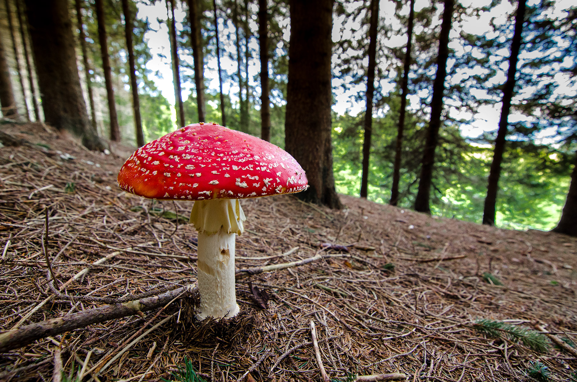 Amanita muscaria