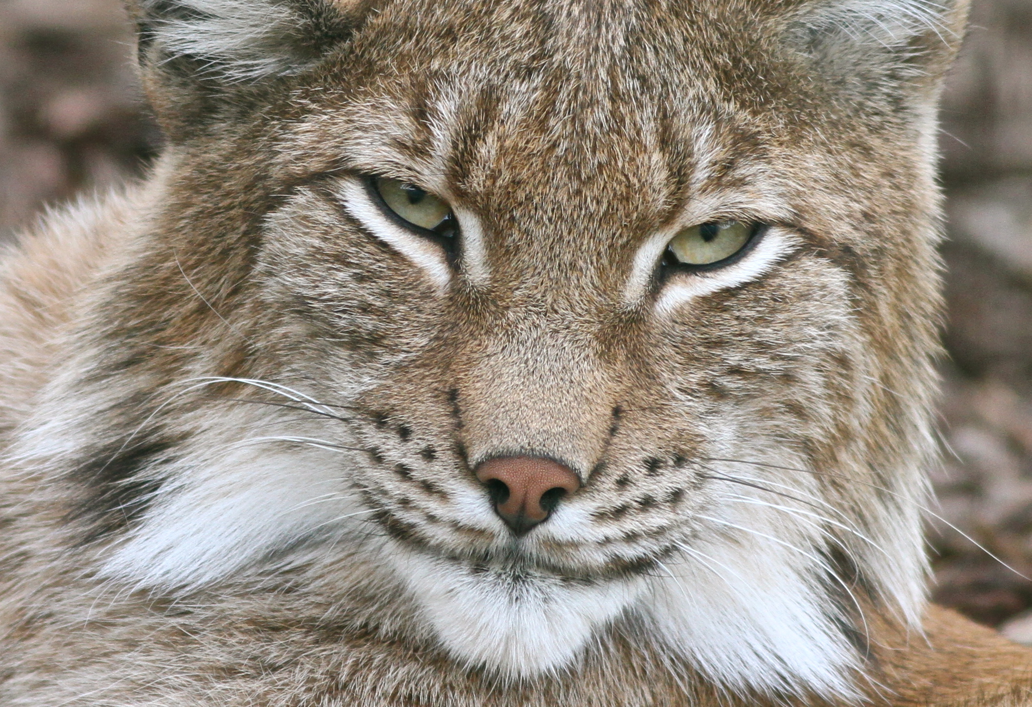 Lince