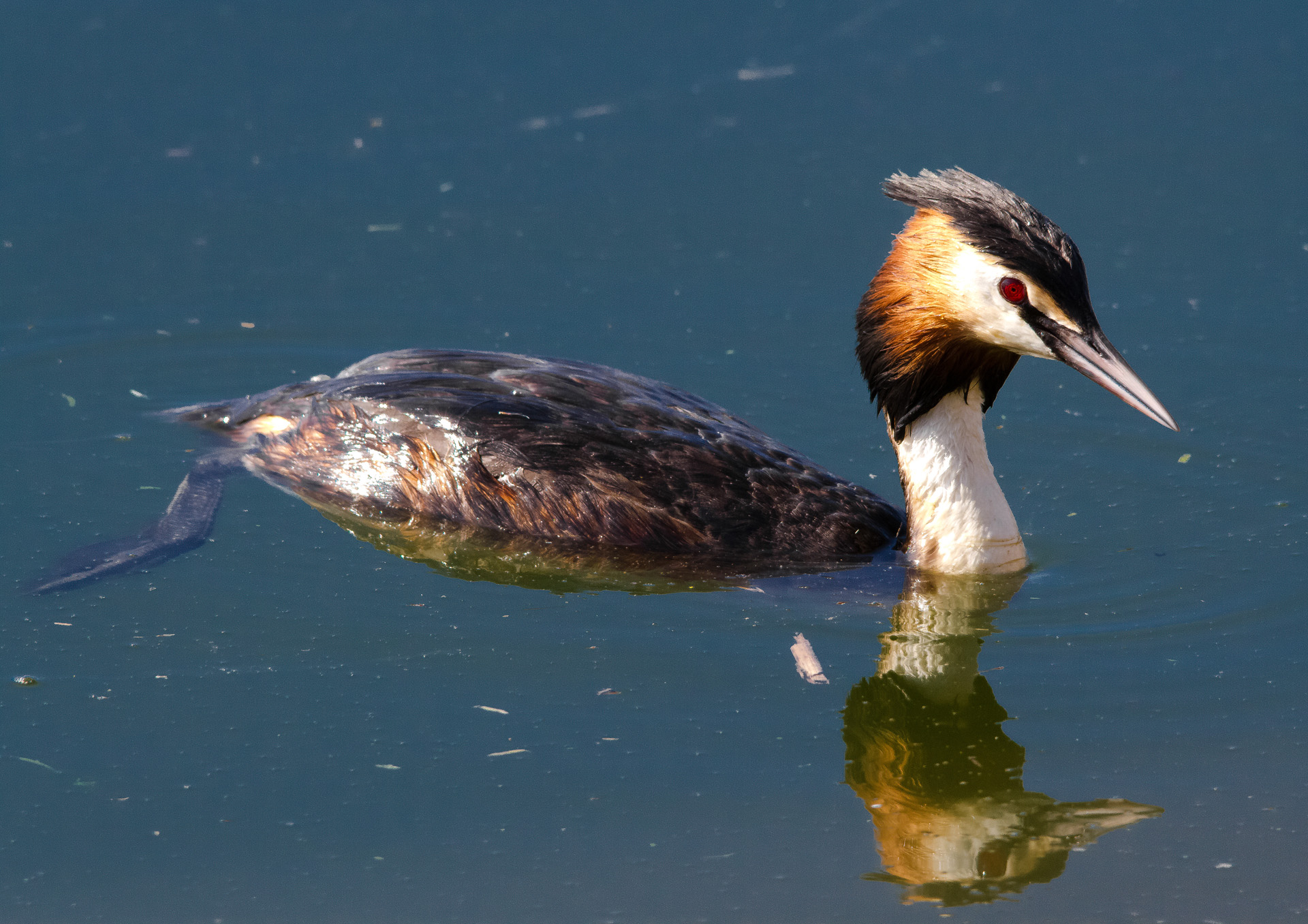 grebe
