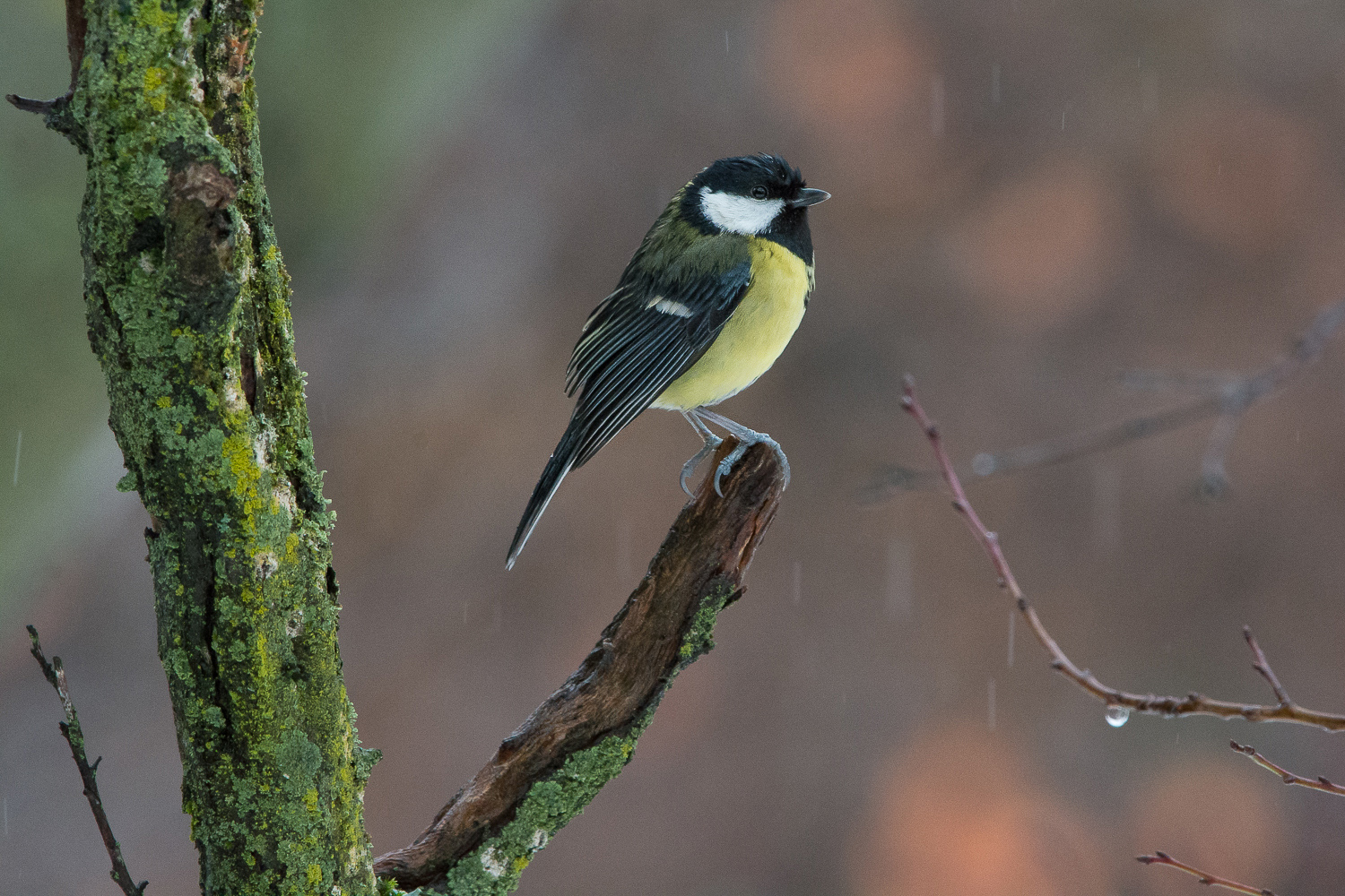 Cinciallegra sotto gocce di pioggia...