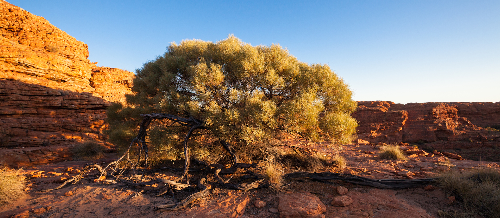 Eleganza delle forme - Kings Canyon (Australia)