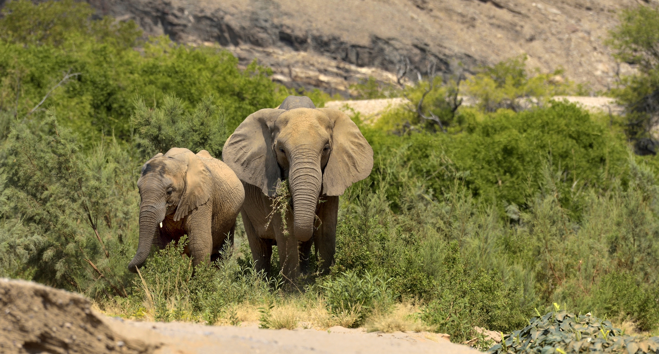 Deserto del Kaokoland  - Elefanti