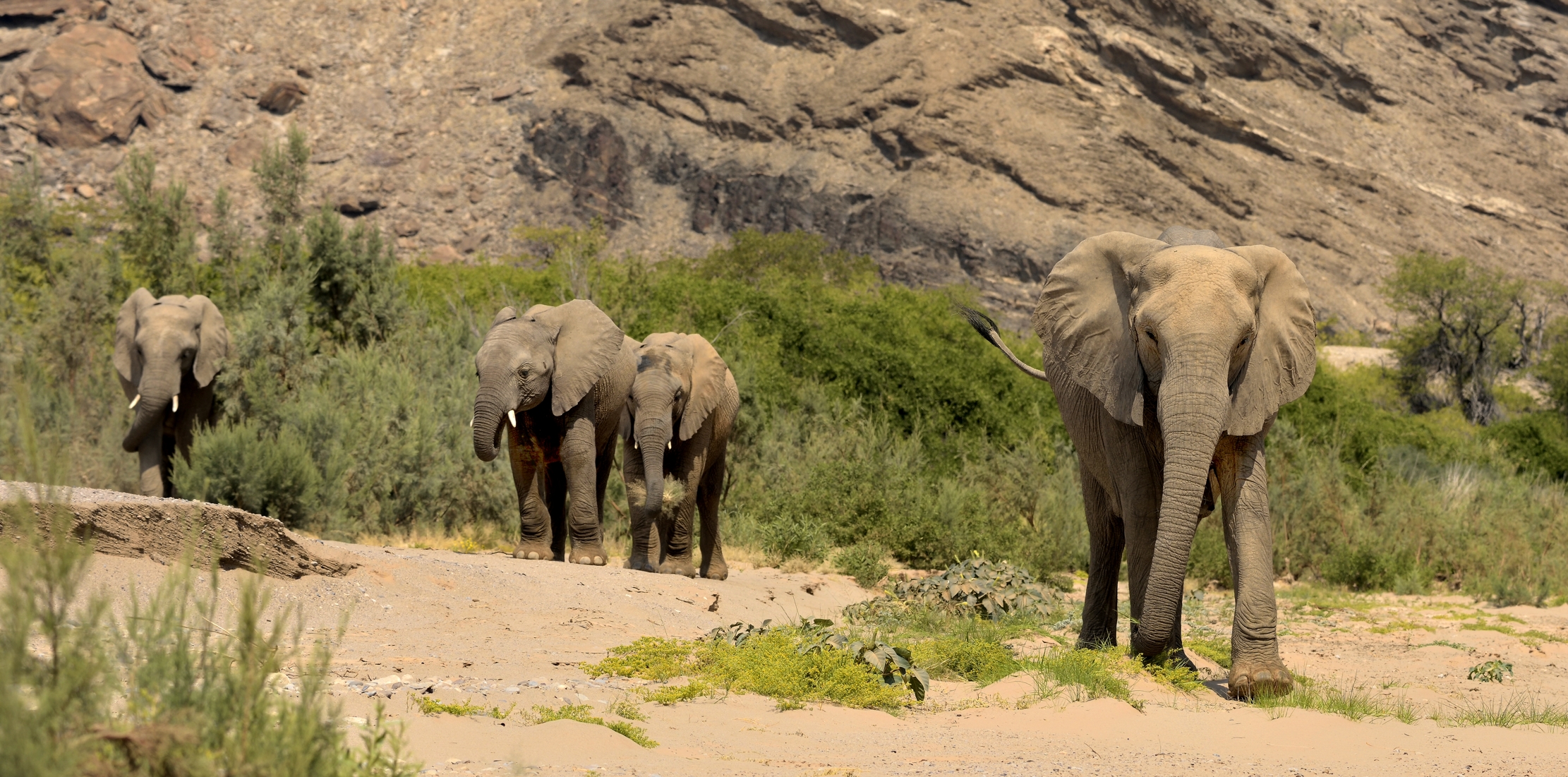 Deserto del Kaokoland  - Elefanti