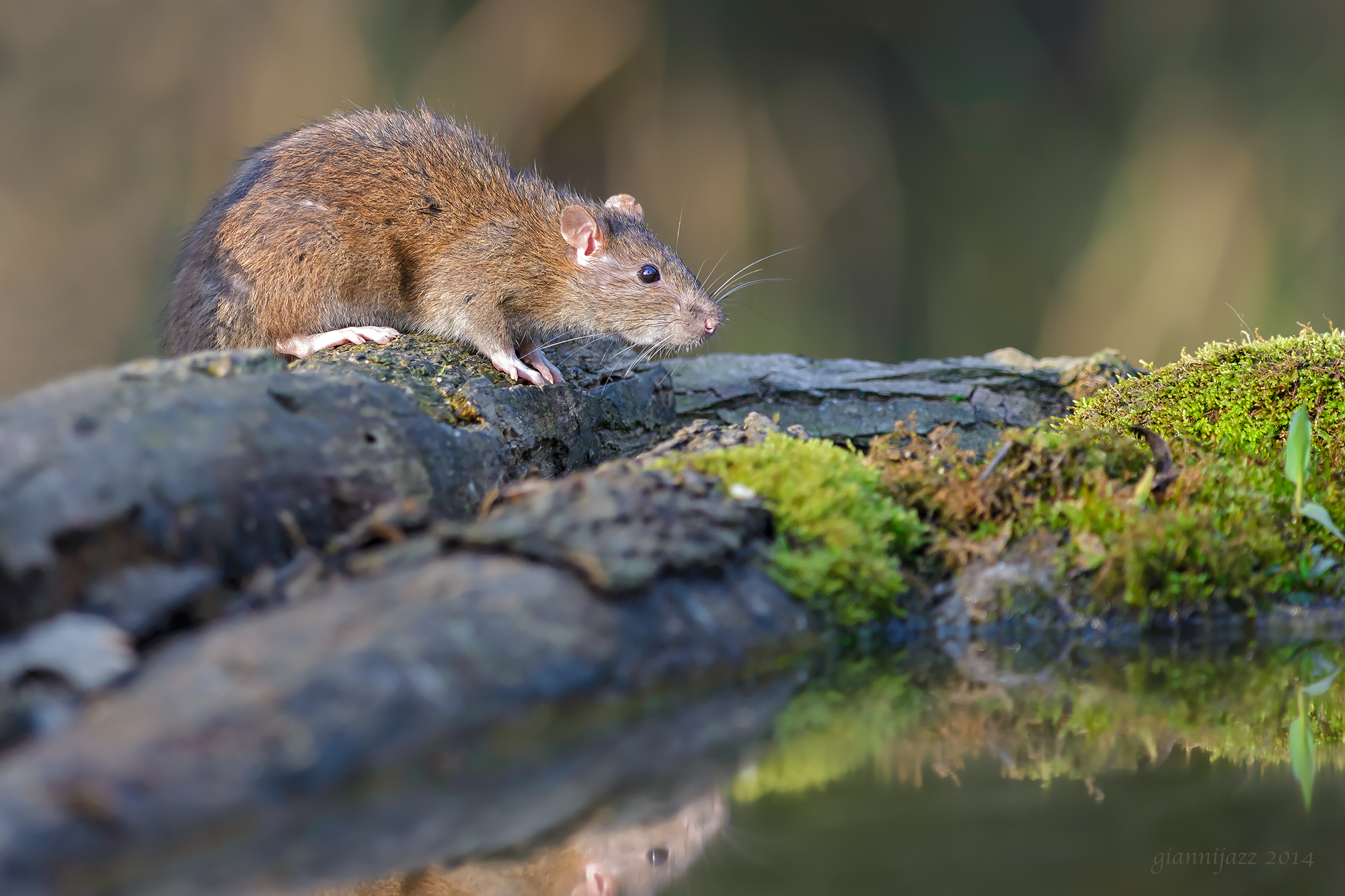 un simpatico topastro