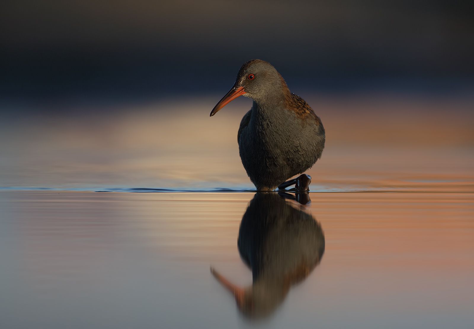 Water Rail