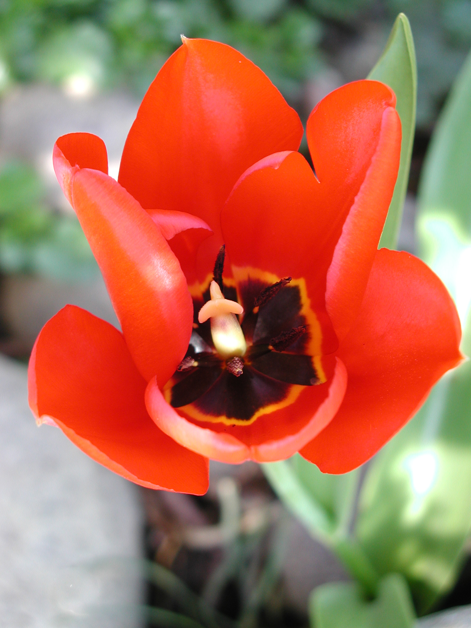 Rosso tulipano
