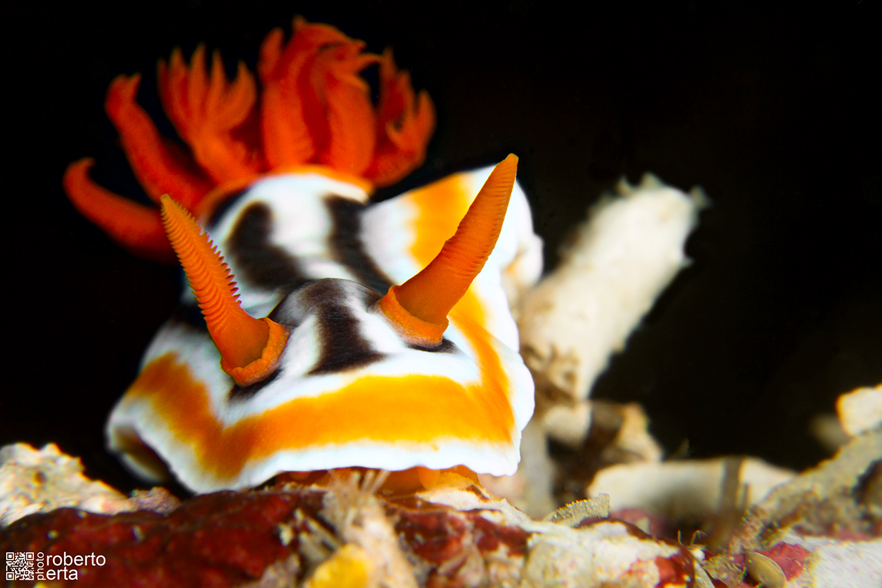 Nudibranch Chromodoris
