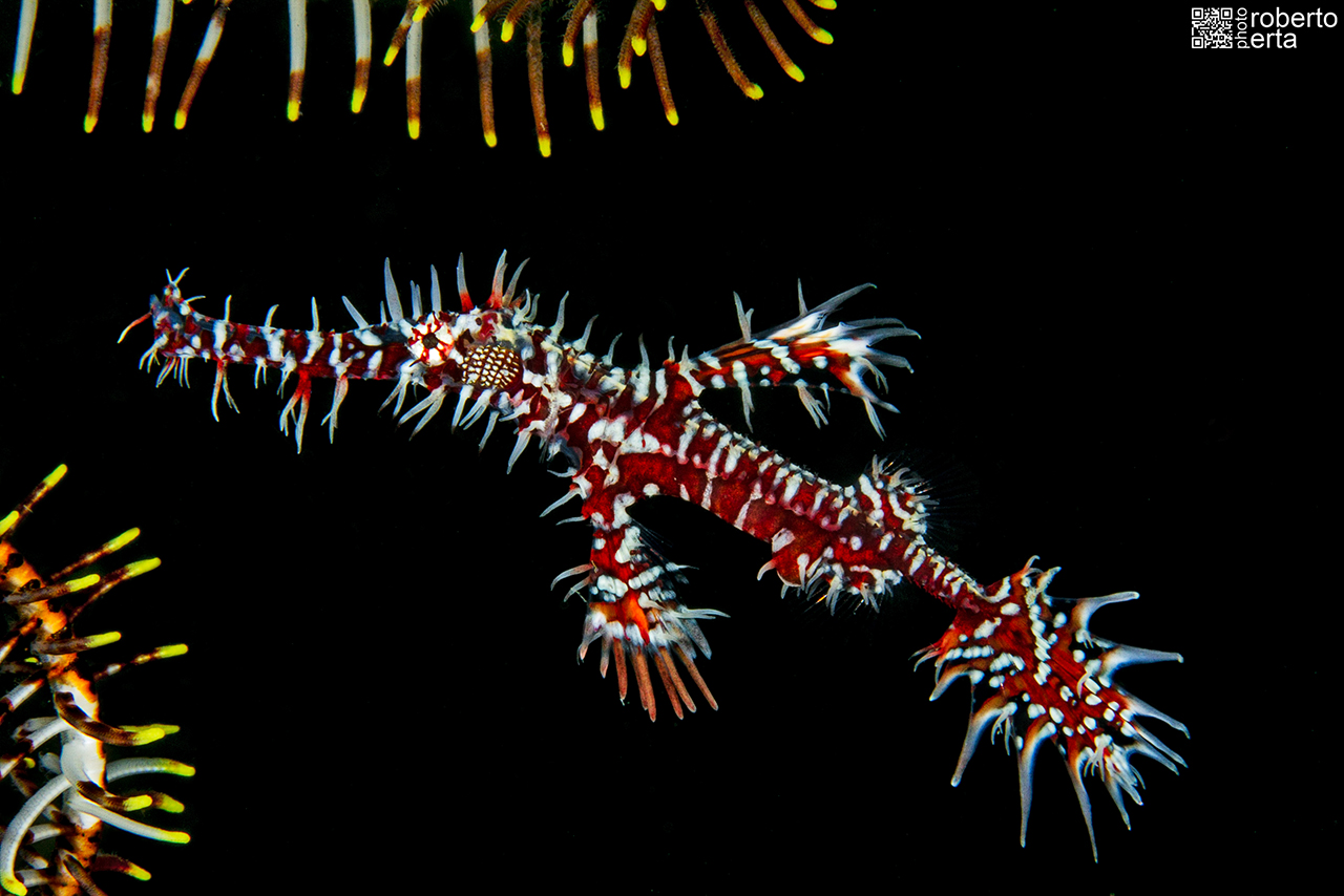 Solenostomus paradoxus