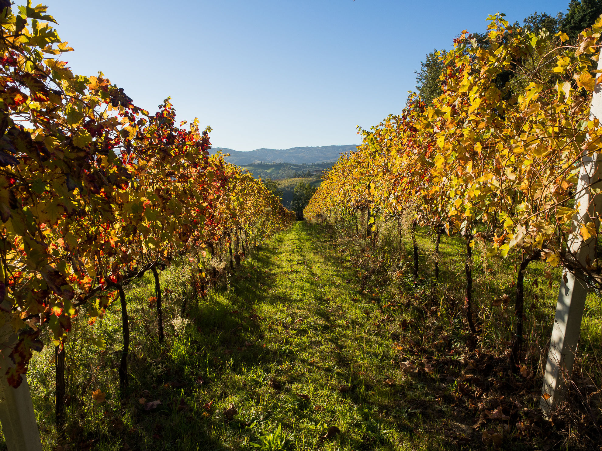 Castello Serravalle paesaggio 1 Pignoletto