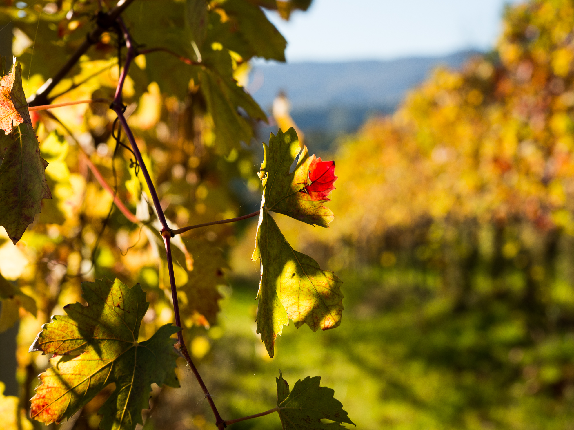 Castello Serravalle paesaggio 2 Pignoletto