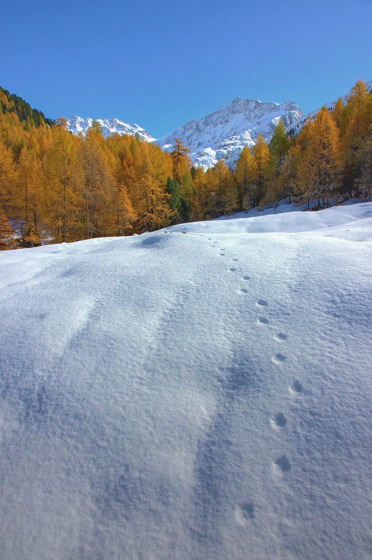 footprints in the snow