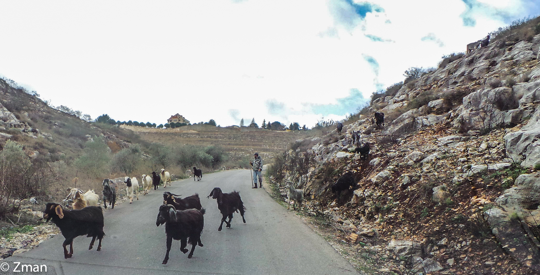 Goats Crossing The Road