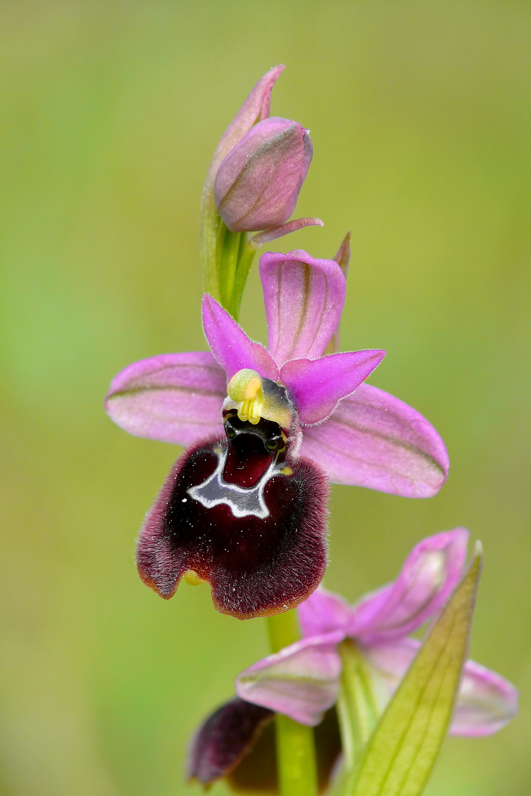 Ophrys bertoloniiformisXOphrys neglecta