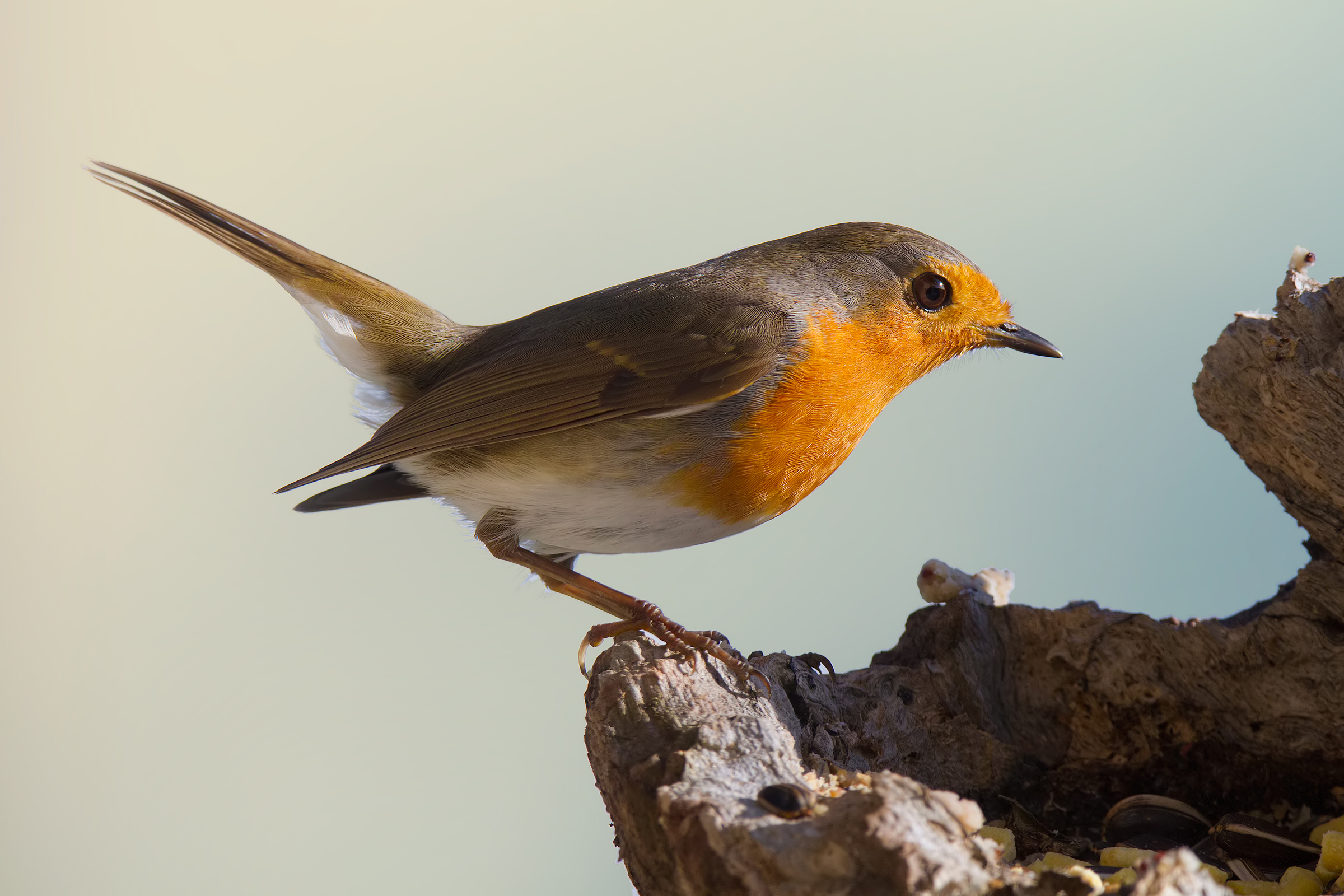 Through the windows ....