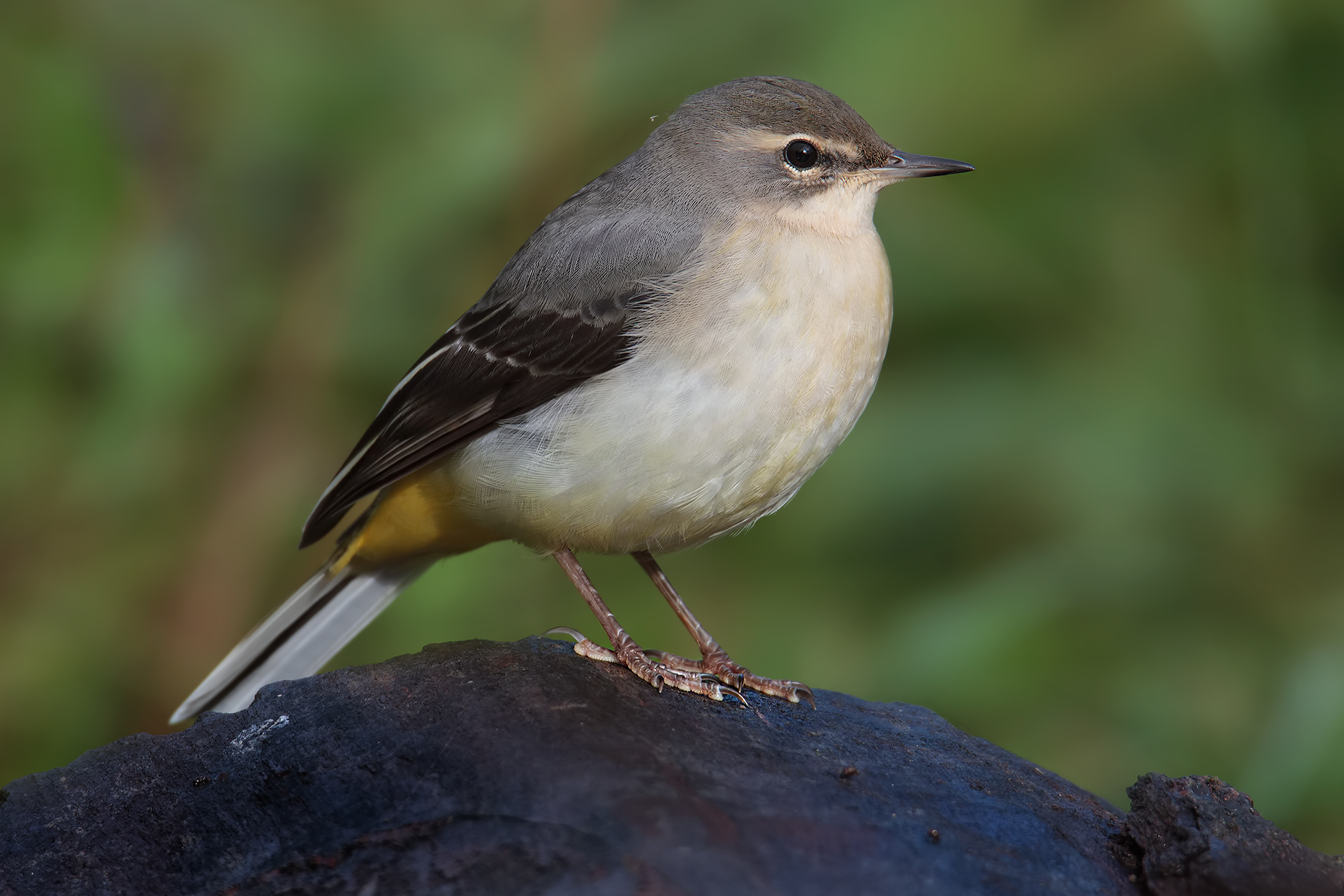 Ballerina Gialla paciarotta... :-)