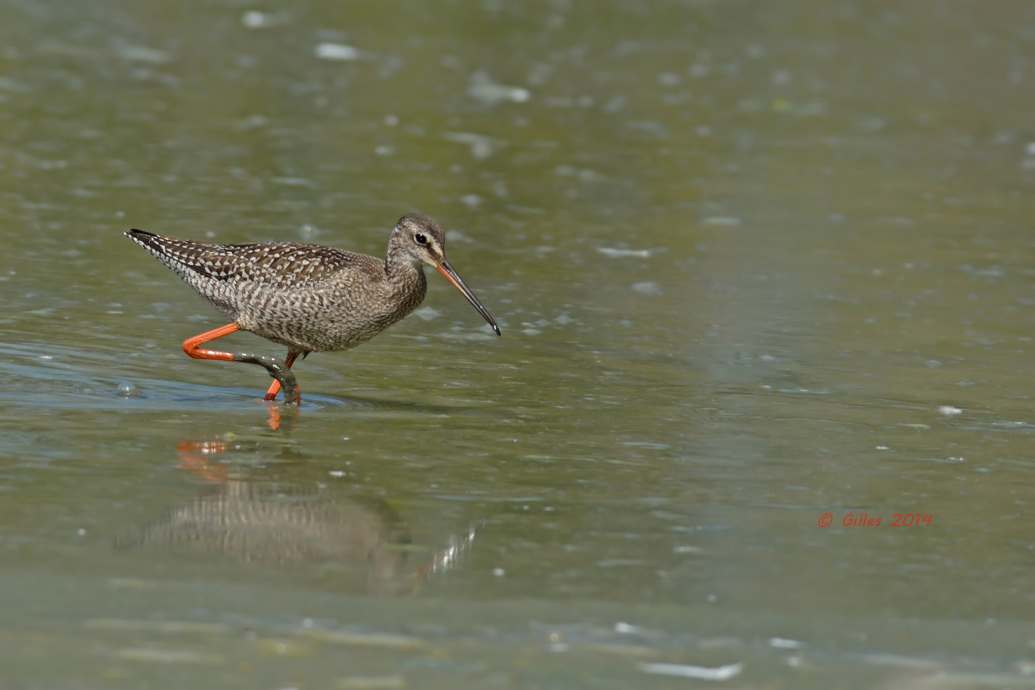 Tringa erythropus (impantanato)