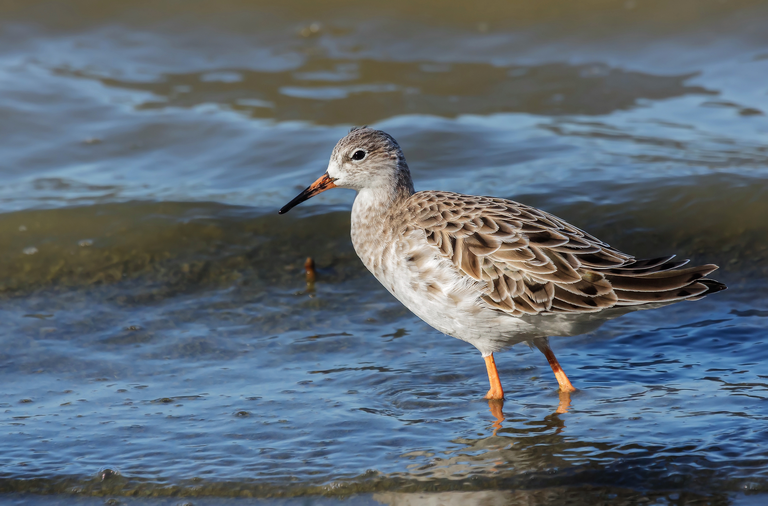 Philomachus pugnax (Combattente)