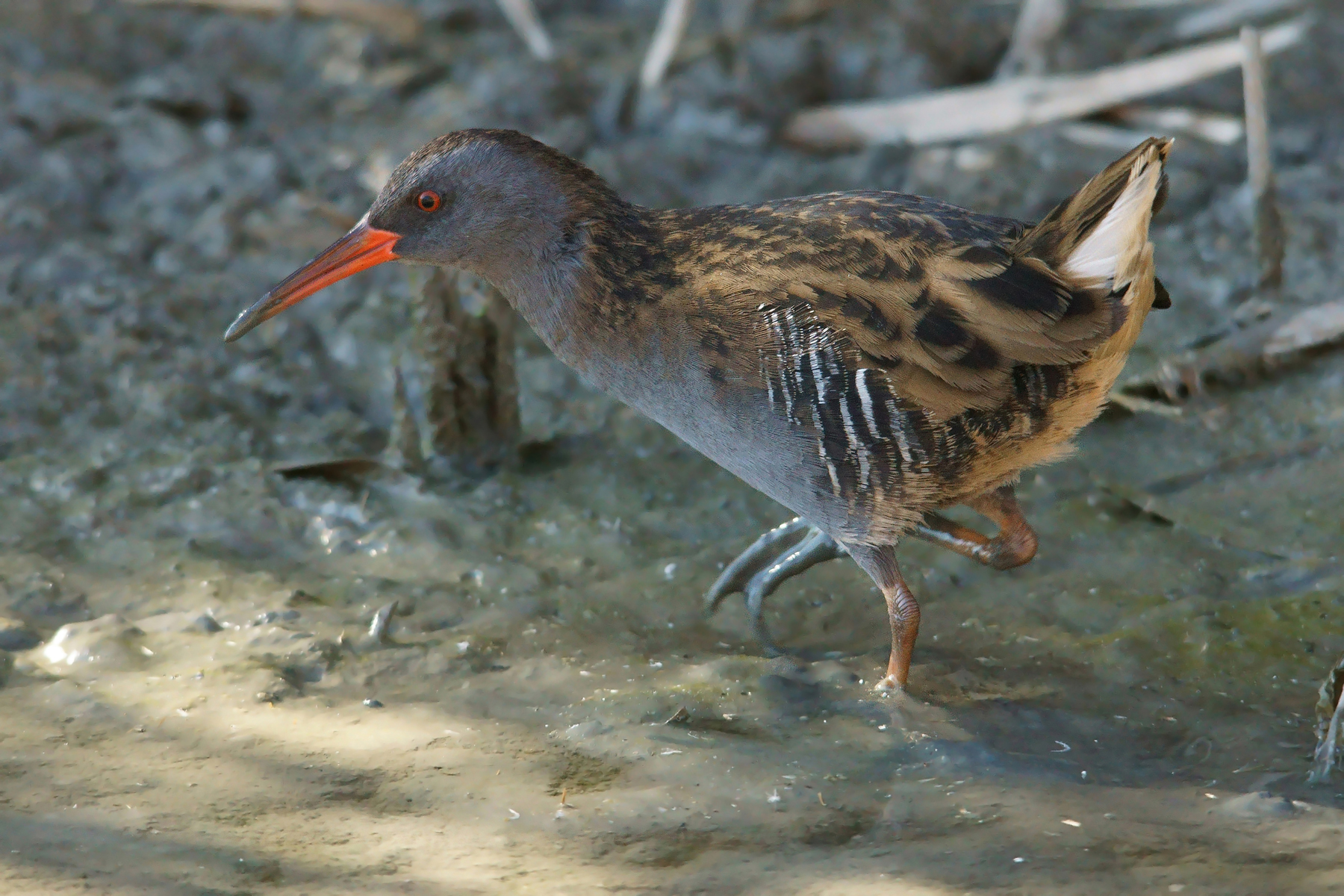 Water Rail