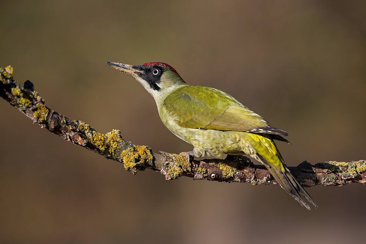 Green woodpecker