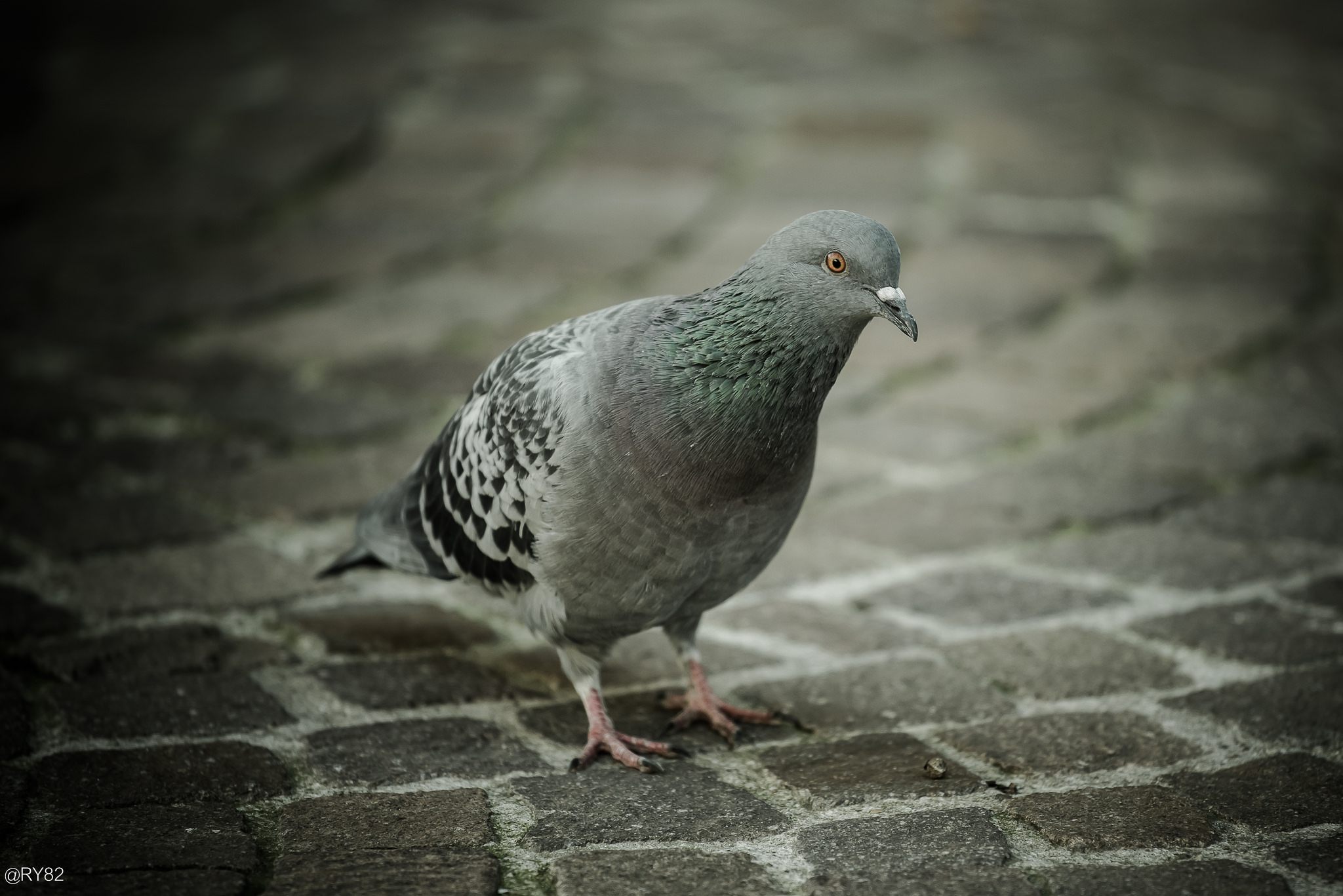 Questo è un sassolino... non ci provare!